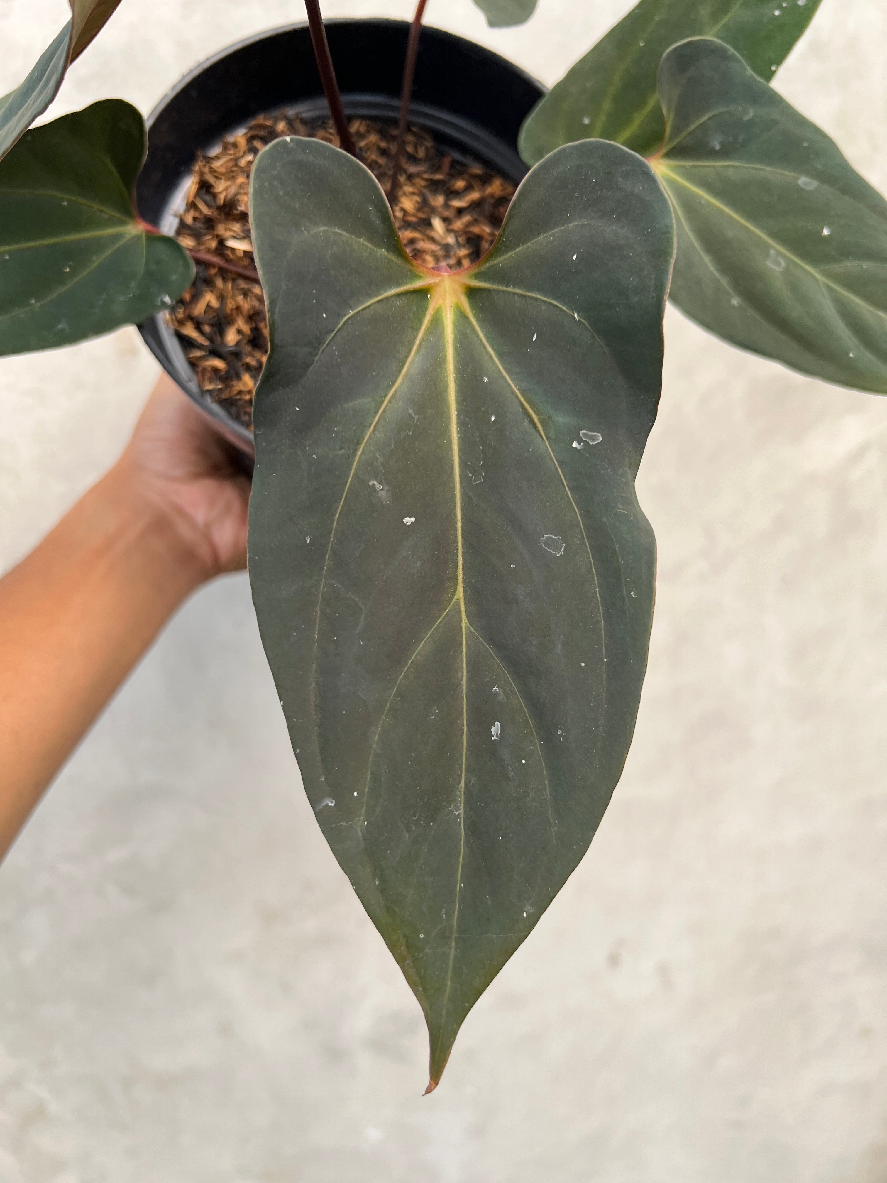 Anthurium Blood Of Blue