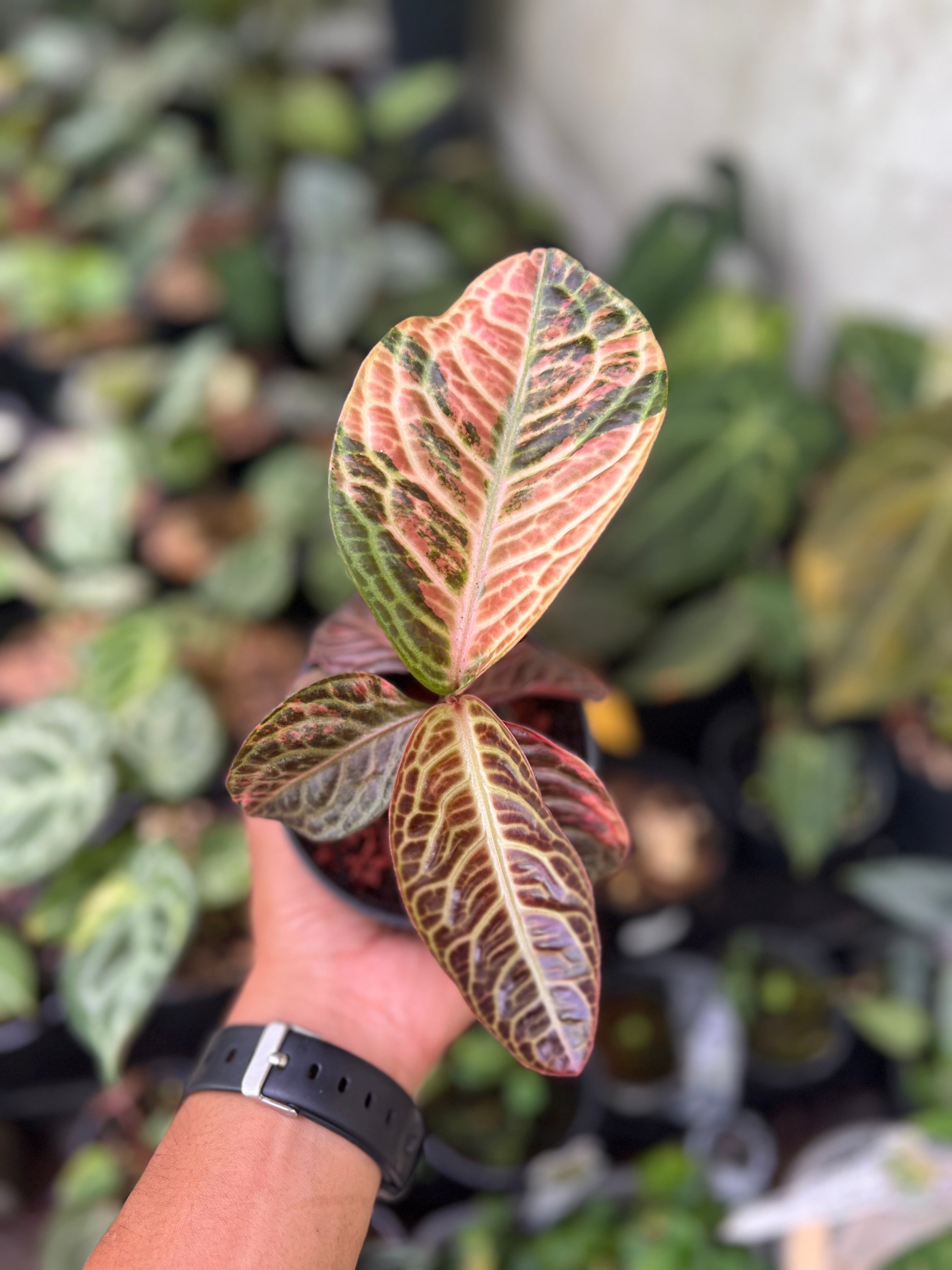 Labisia Turtle Variegated