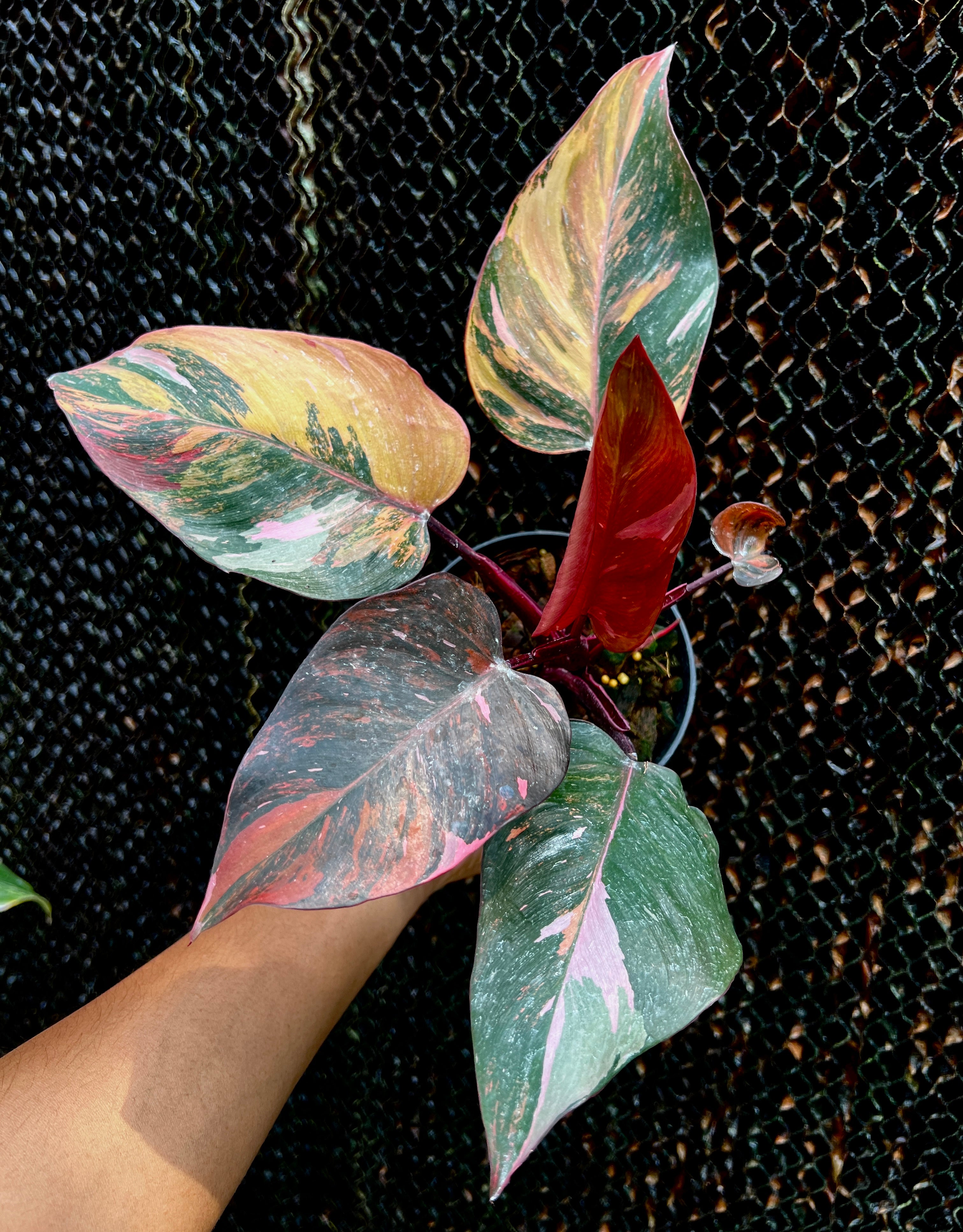 Philodendron Pink princess Tricolor Variegated