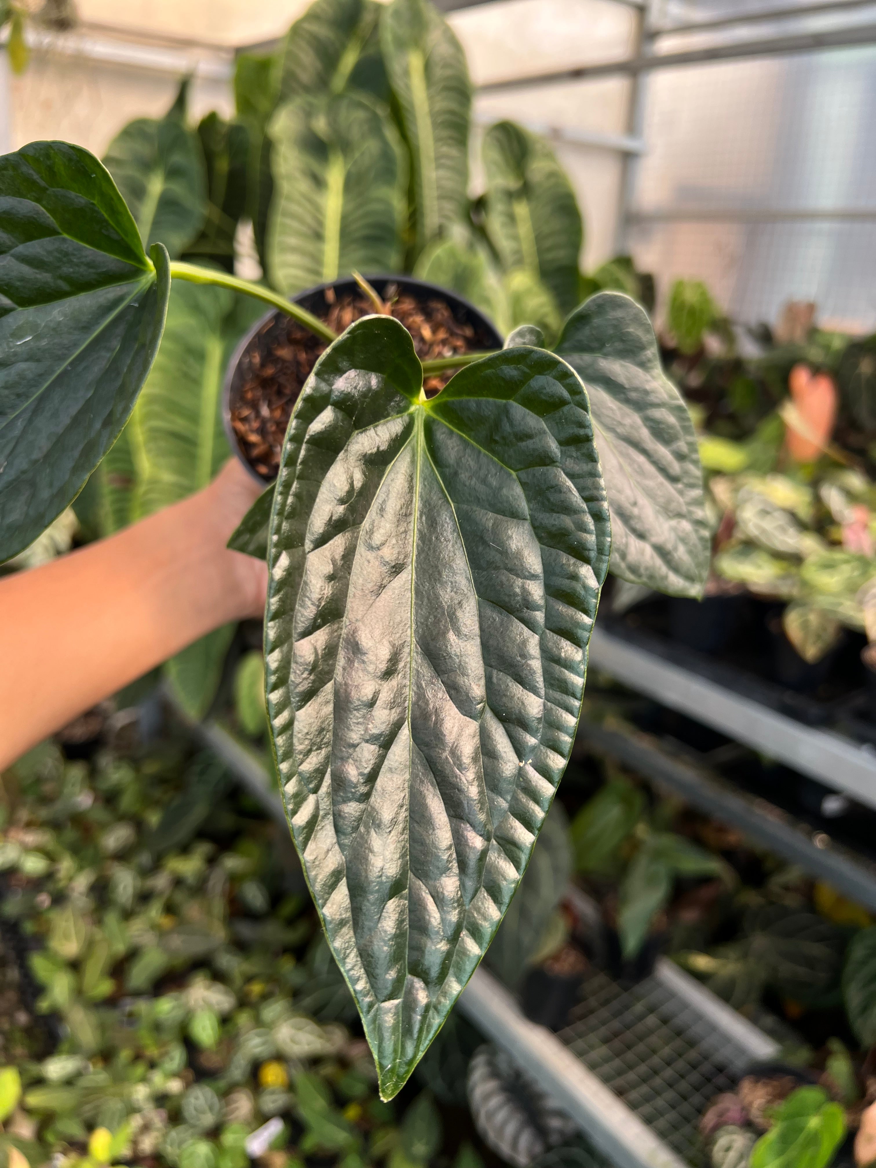 Anthurium Dark Phoenix x Nigrollaminum Gigi