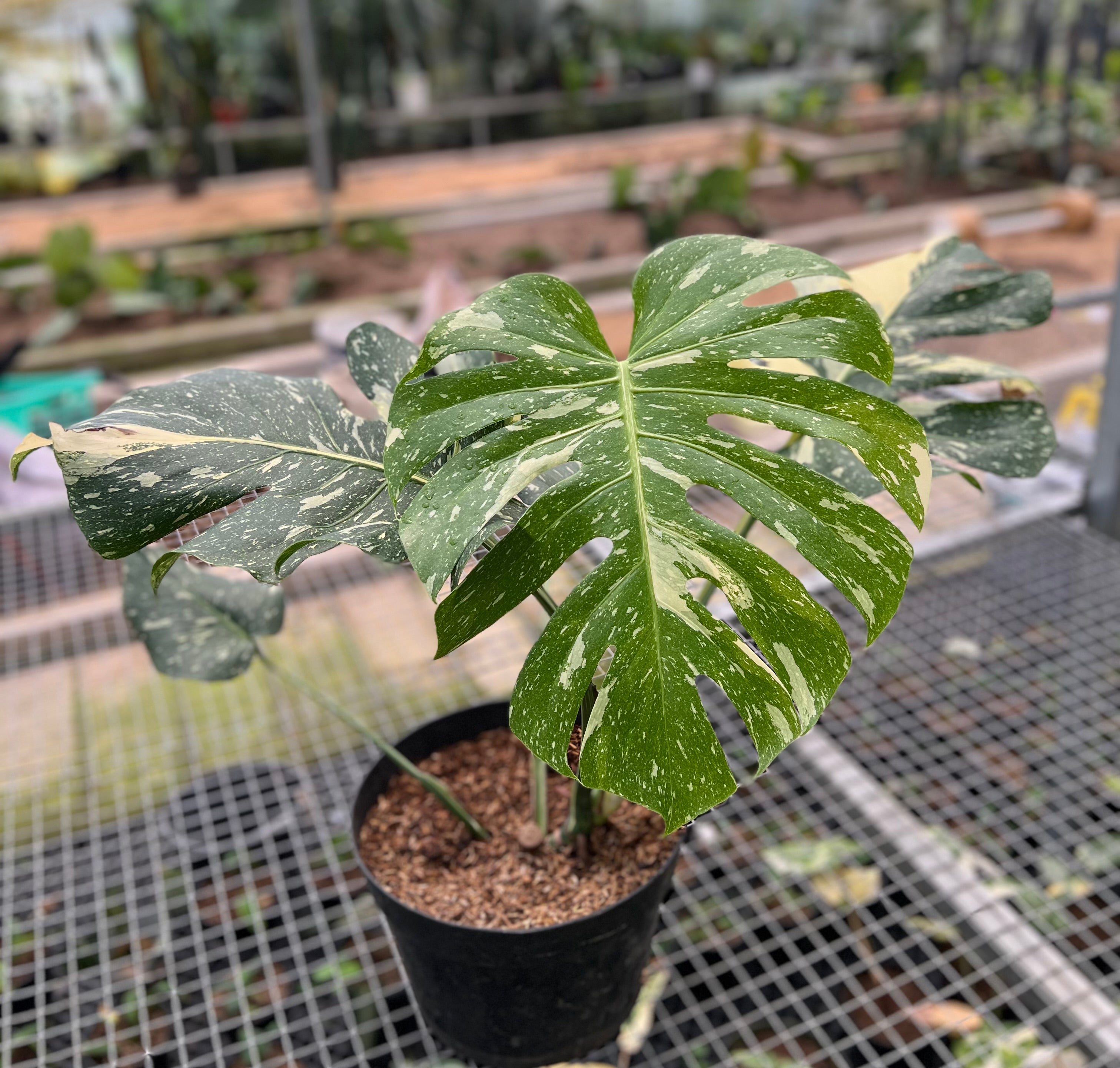 Monstera Thai Constellation