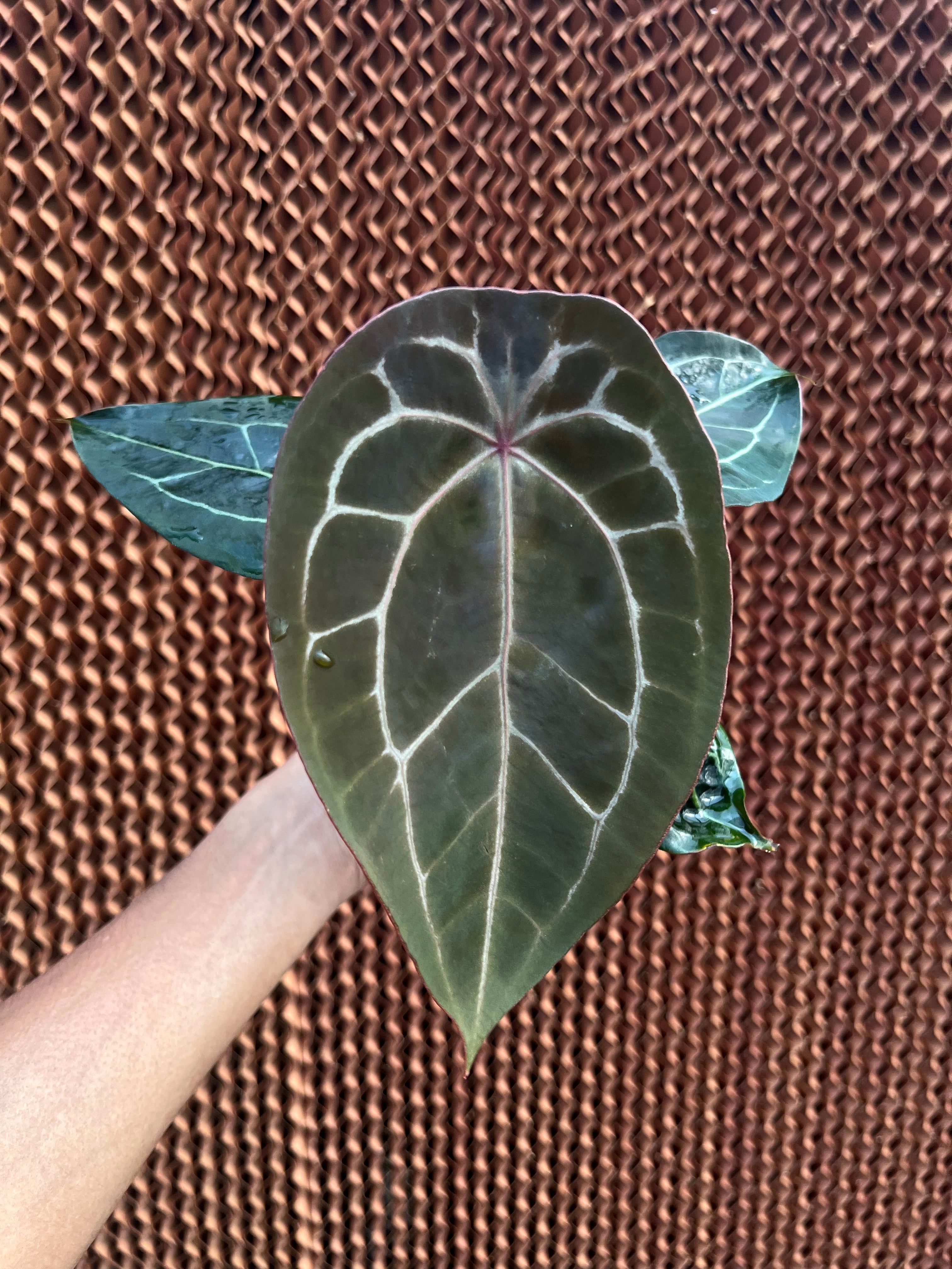 Anthurium Forgetii x (Michelle x Tortoise grey)