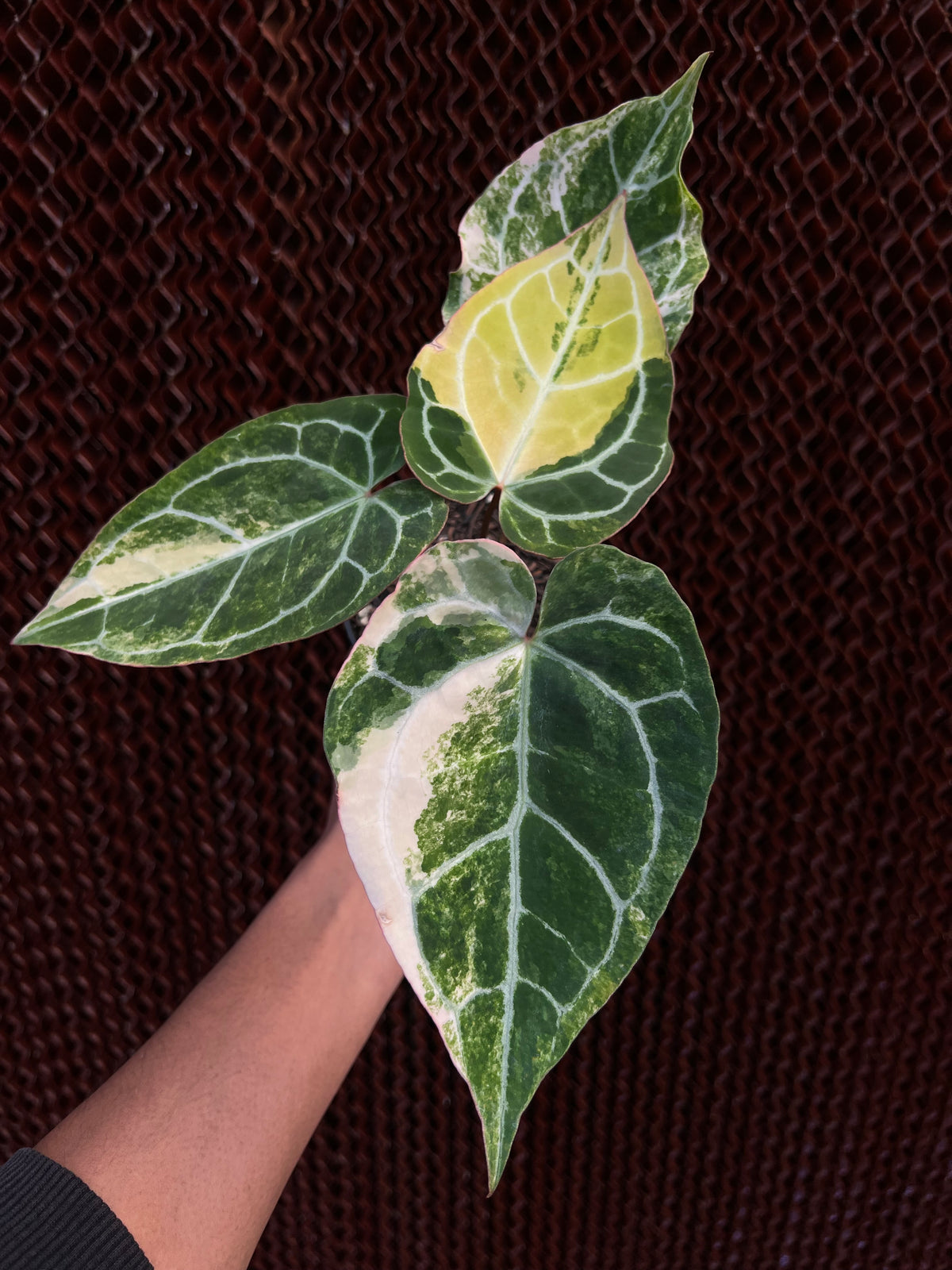 Anthurium Crystallinum Variegated