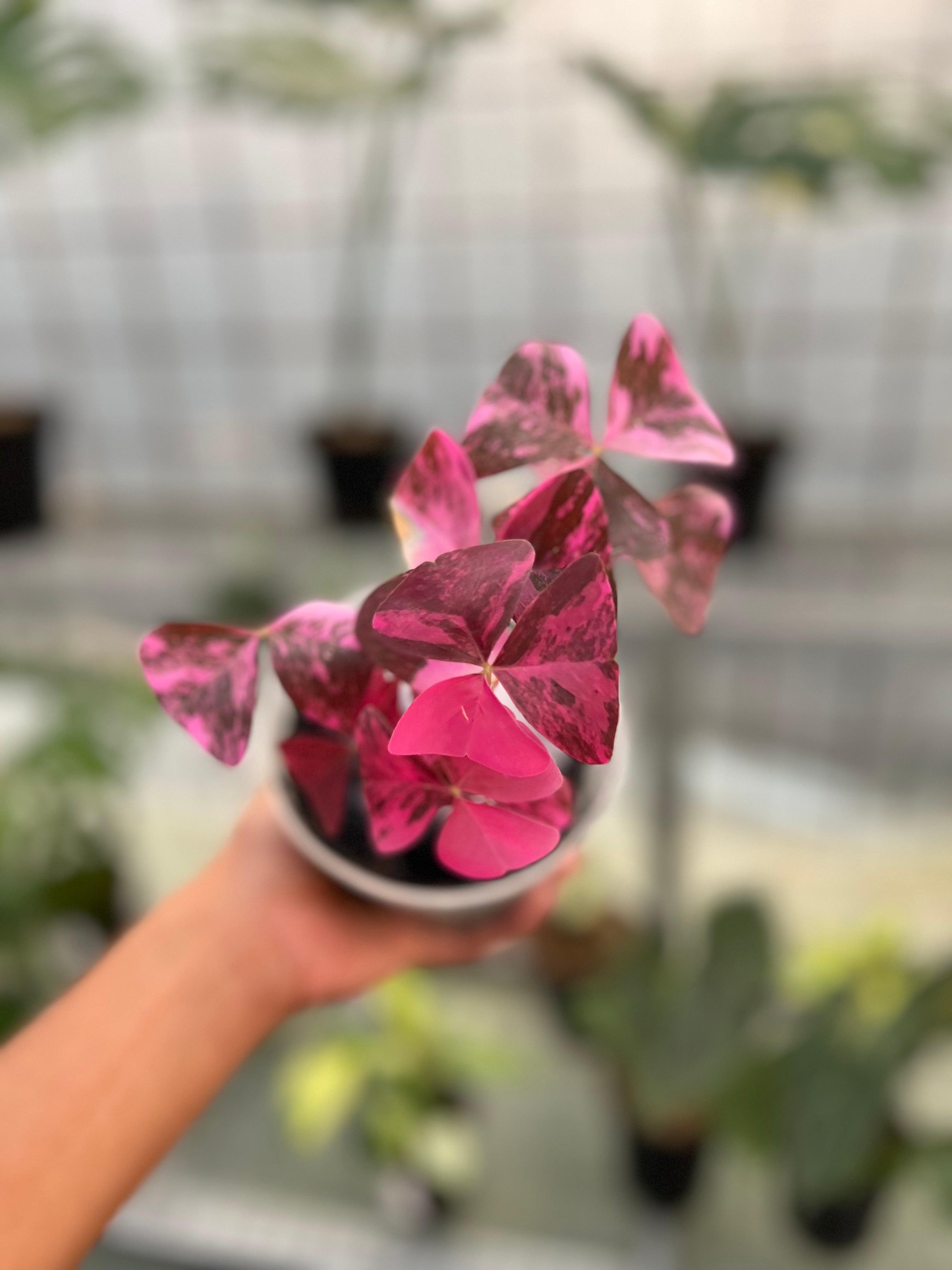 Oxalis Triangularis Variegated