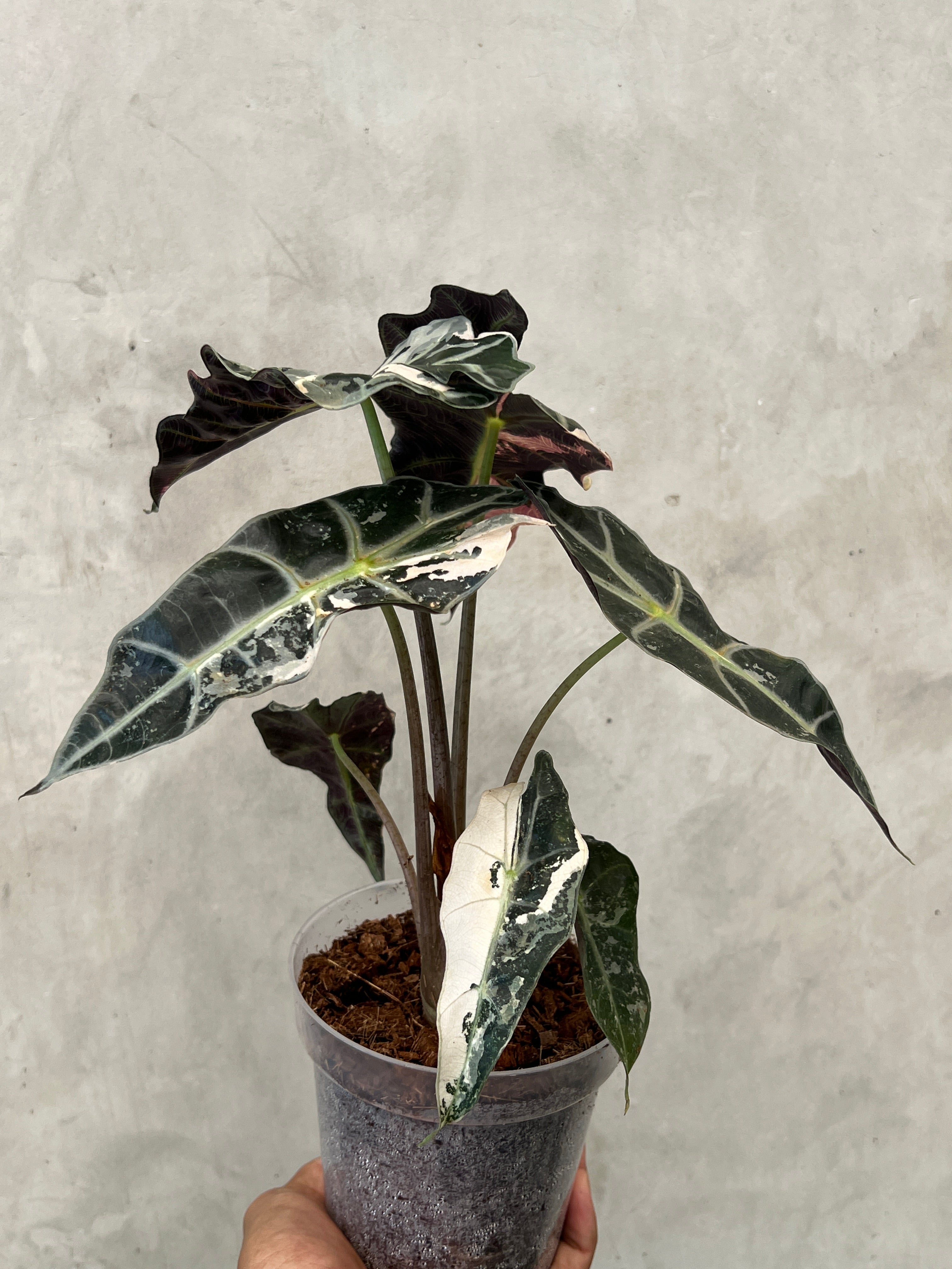 Alocasia Amazonica Pink Variegated