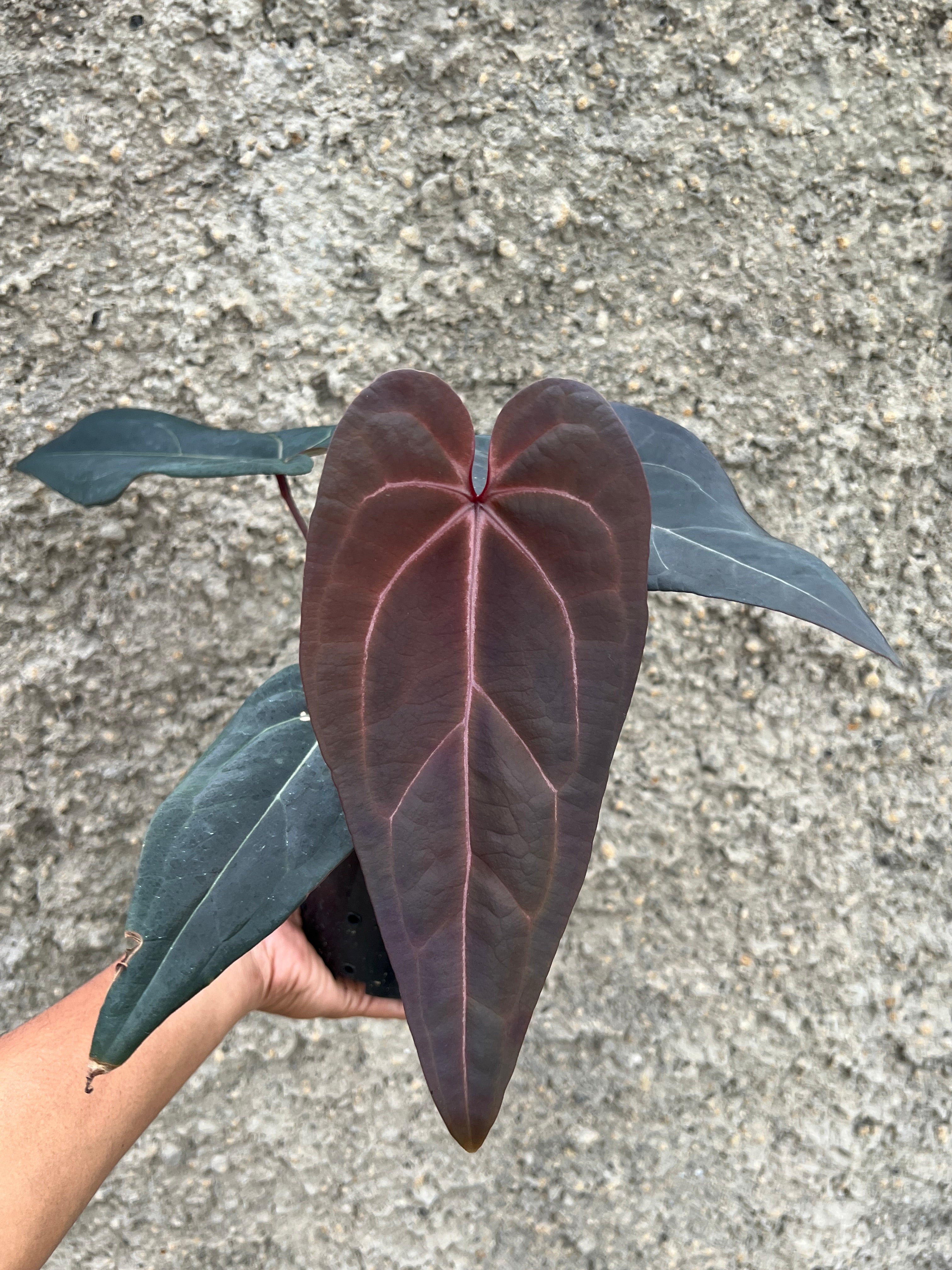 Anthurium Red Velvet Cake x Red Velvet Cake