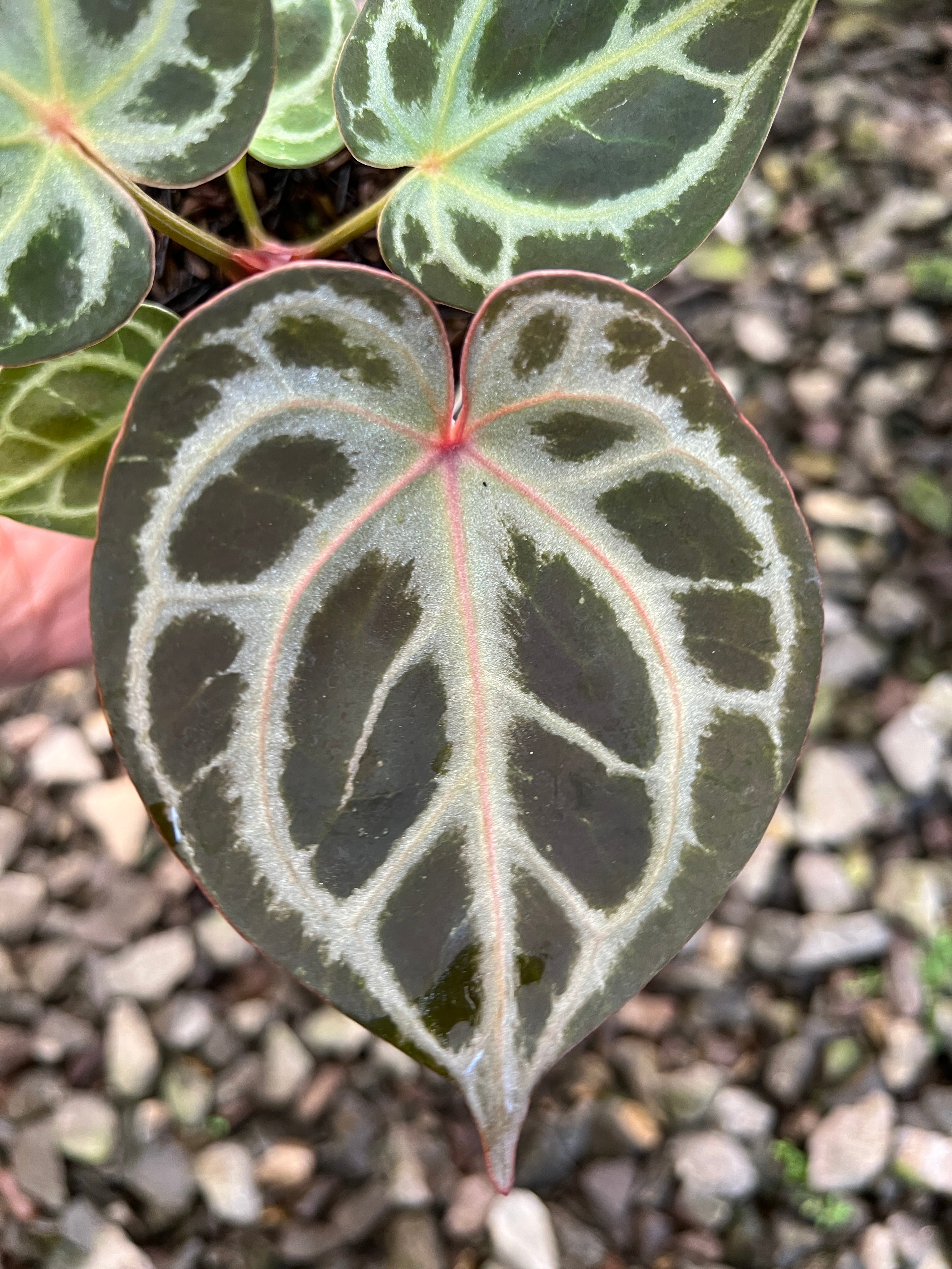Anthurium King Of Spades x Red Crystallinum