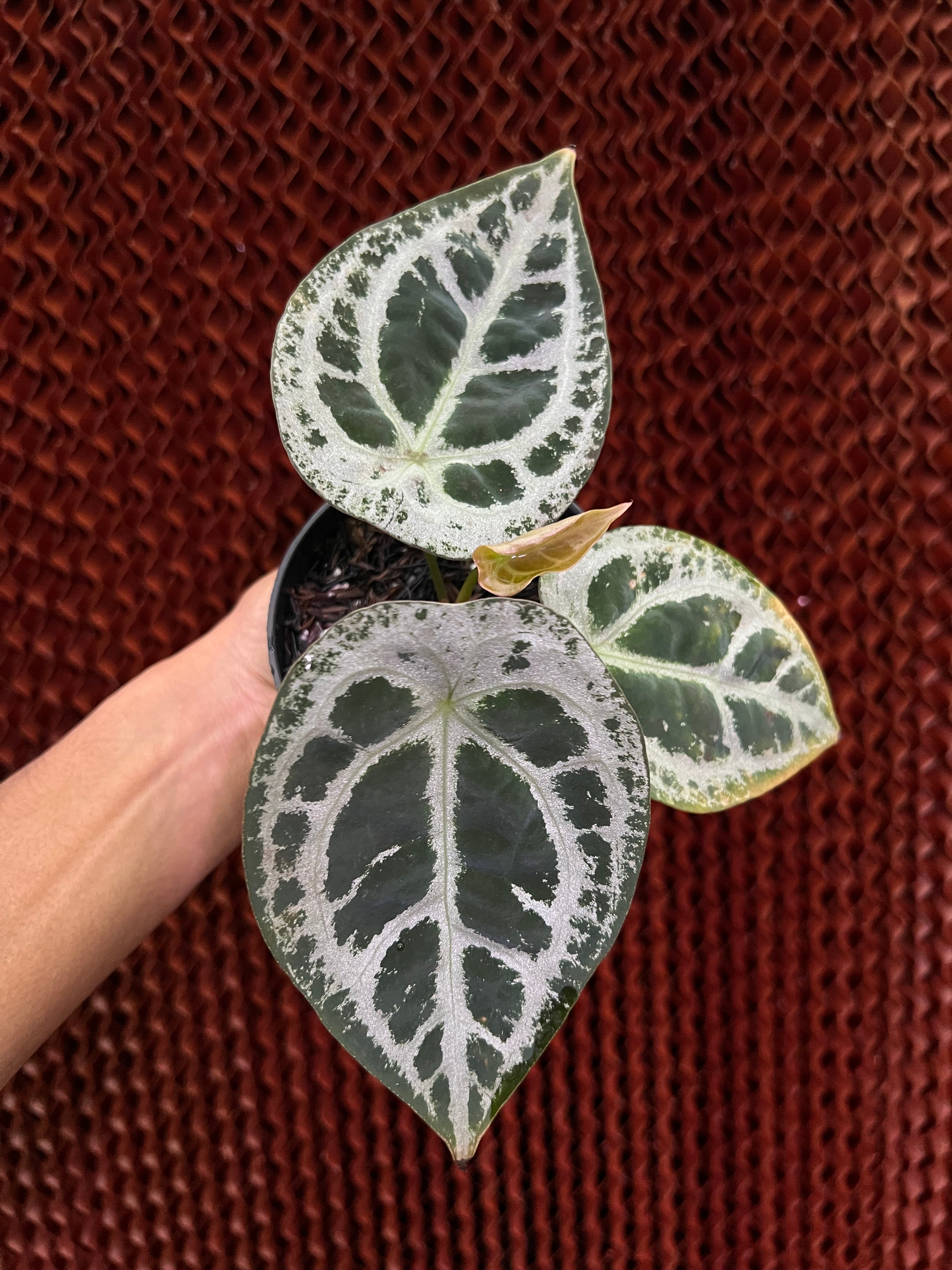 Anthurium Forgetii ET