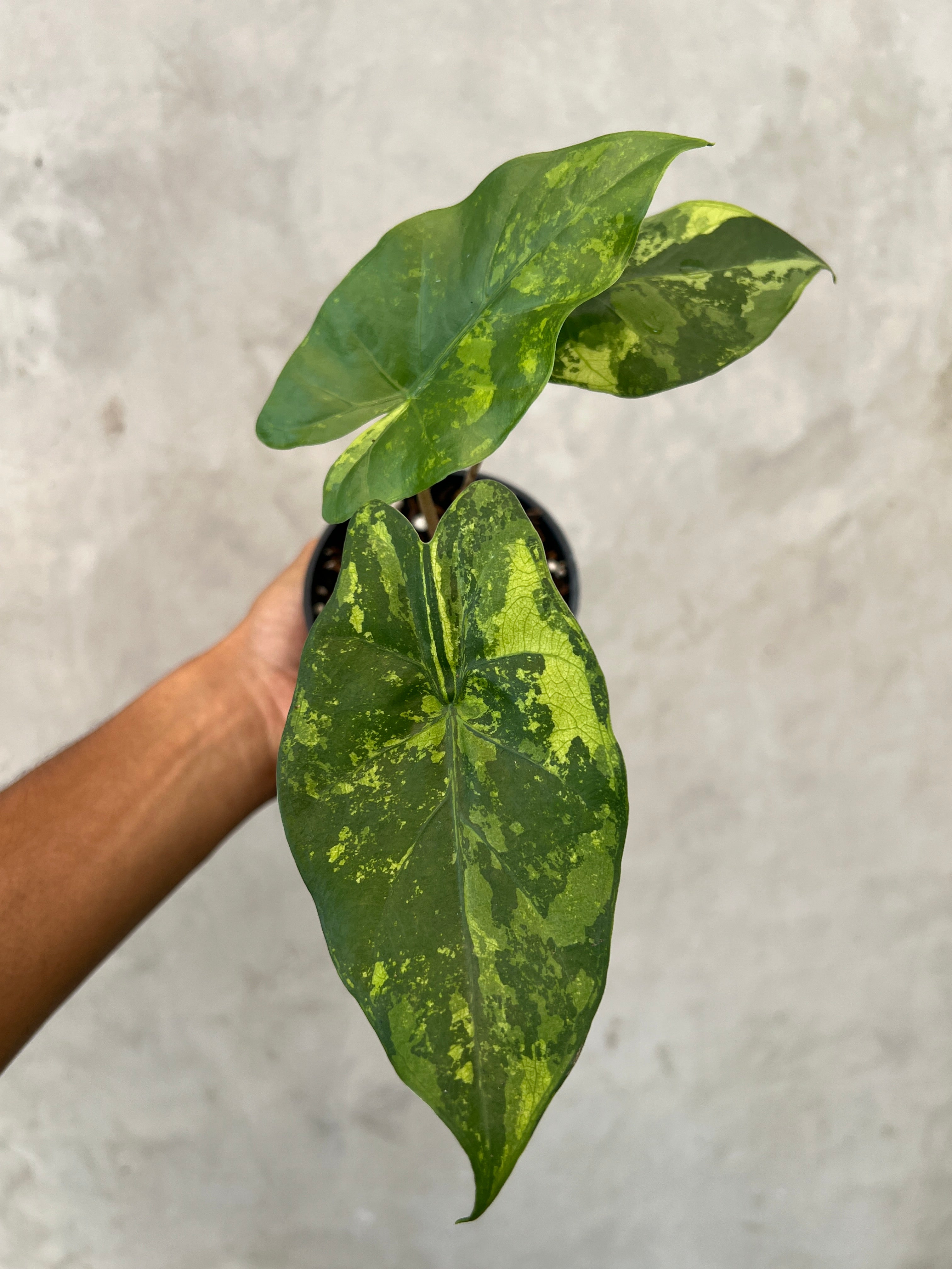 Alocasia Flemingiana Variegated