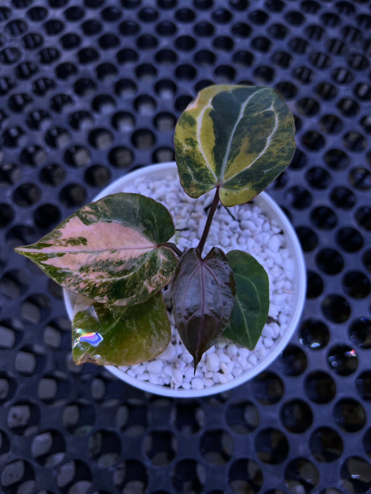 Anthurium Twister x Red Crystallinum