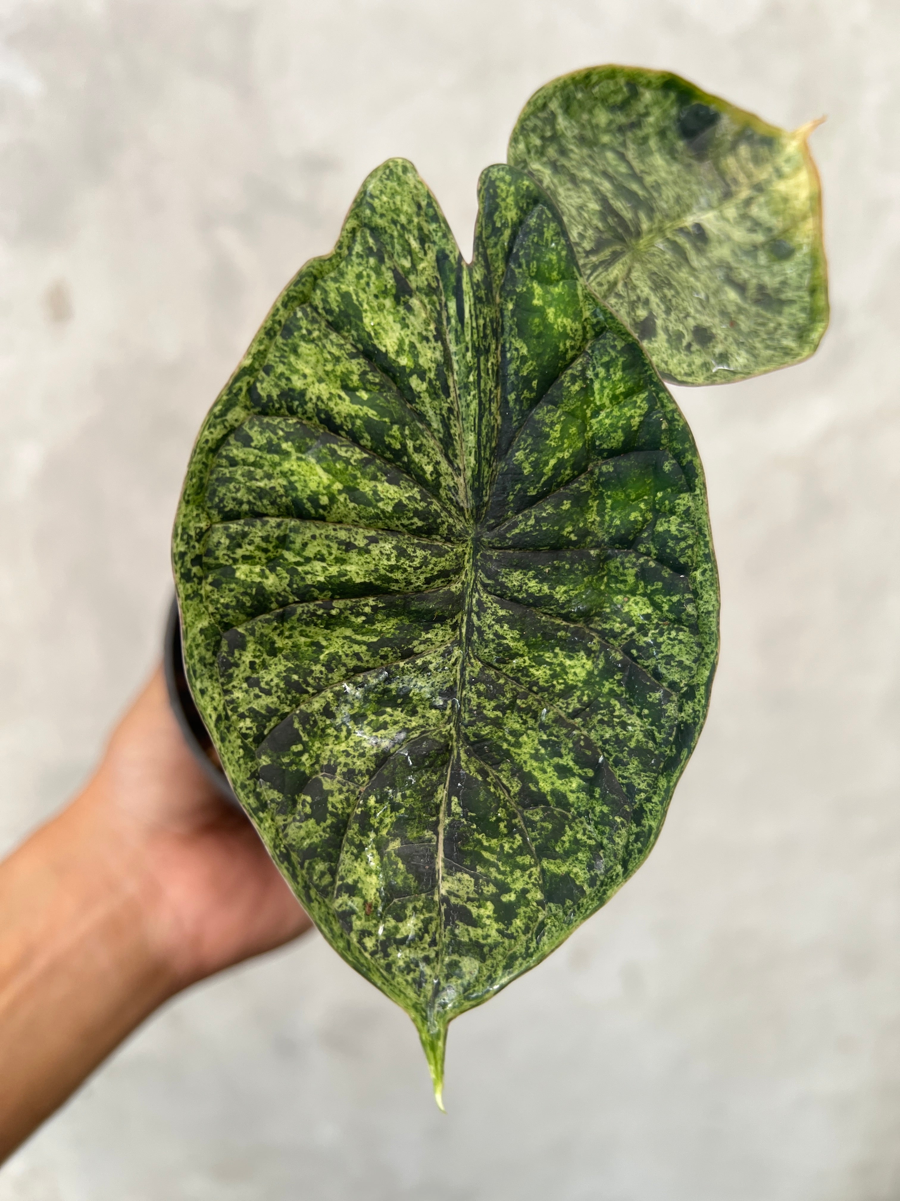 Alocasia Dragon Scale Marble Mint Variegated