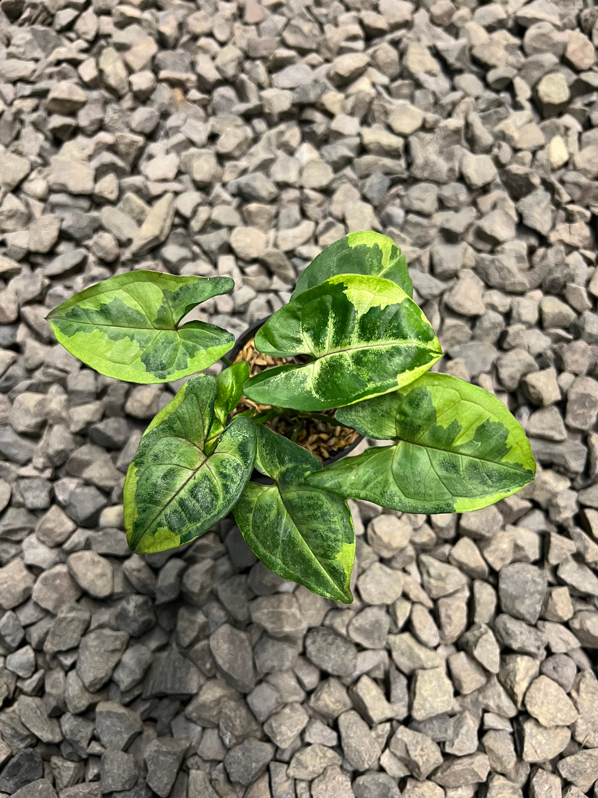 Syngonium Ormthong mutasi