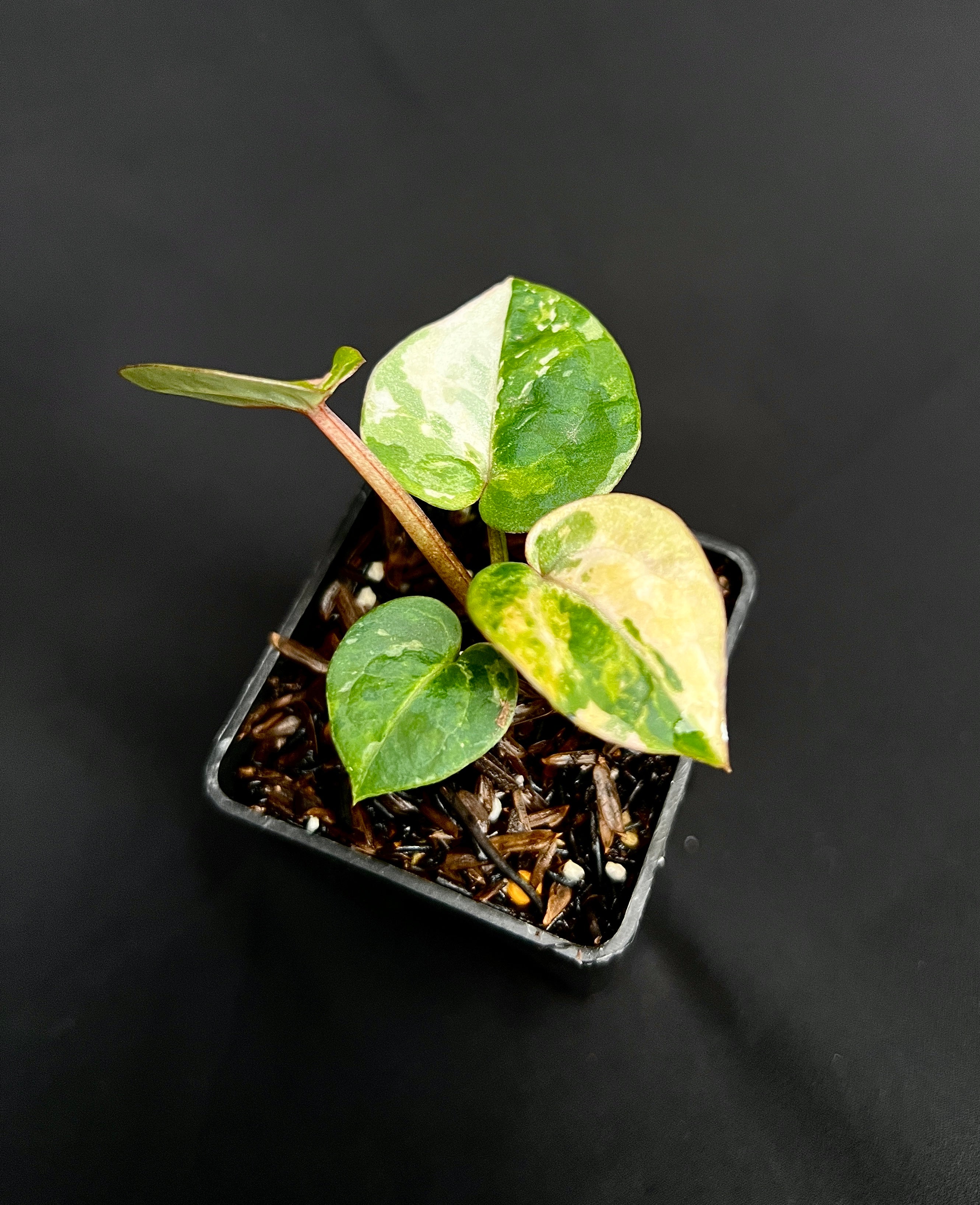 Anthurium Tortoise King Small Variegated