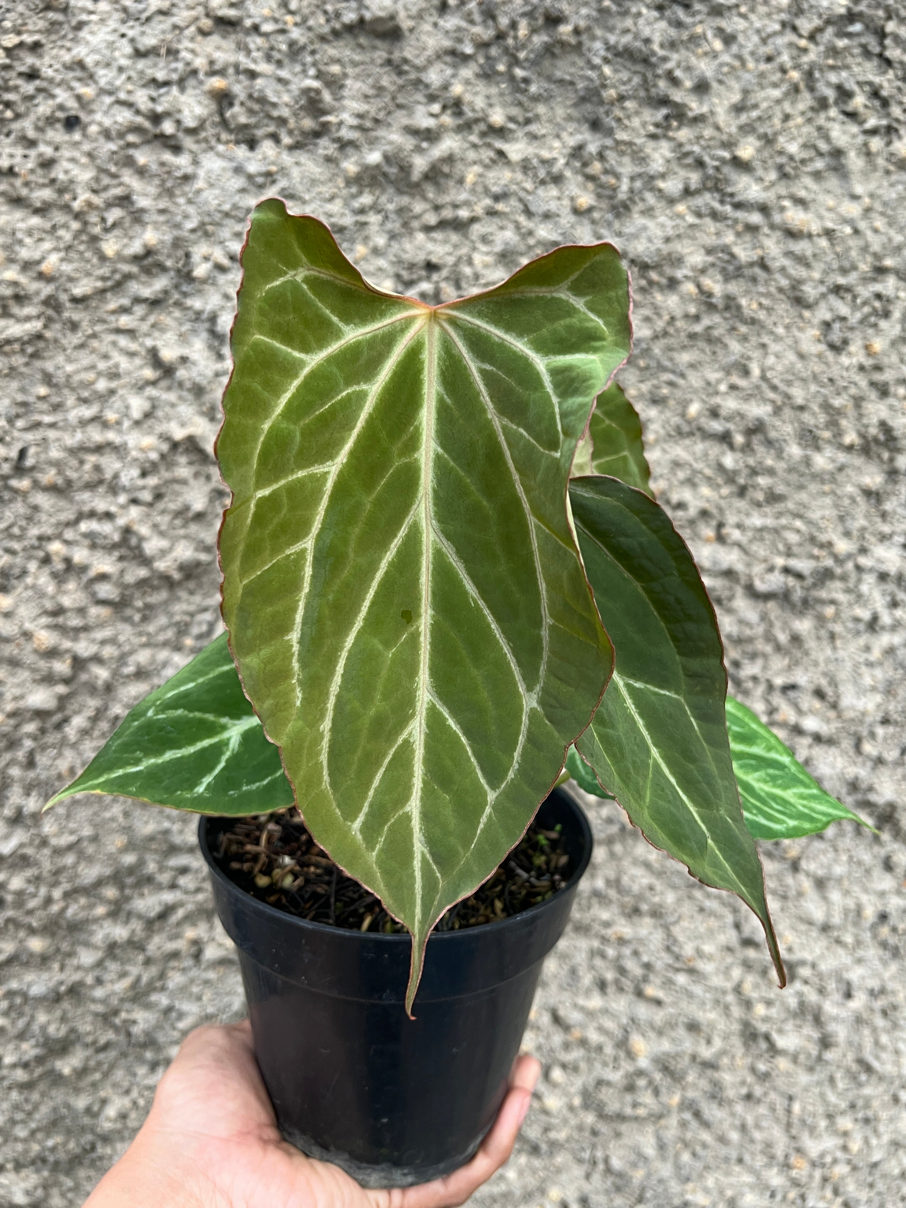 Anthurium Boogie