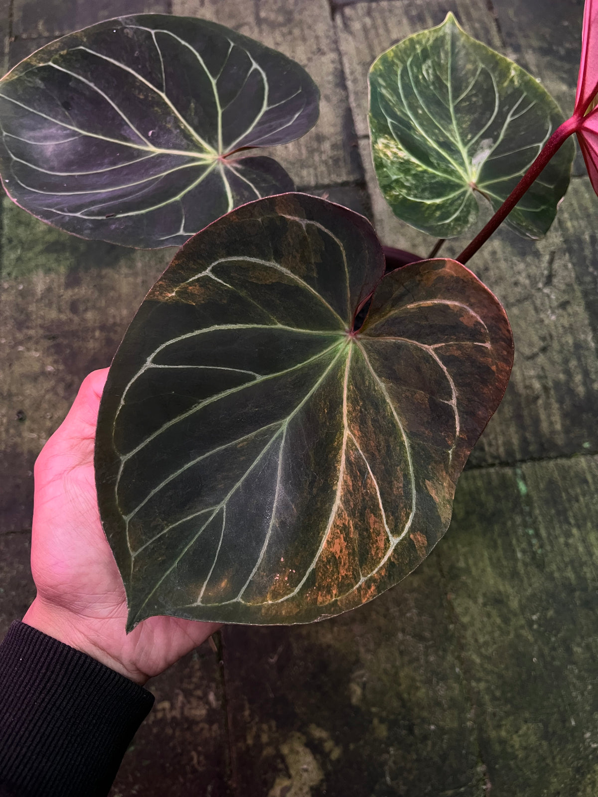 Anthurium King Of Spades Variegated