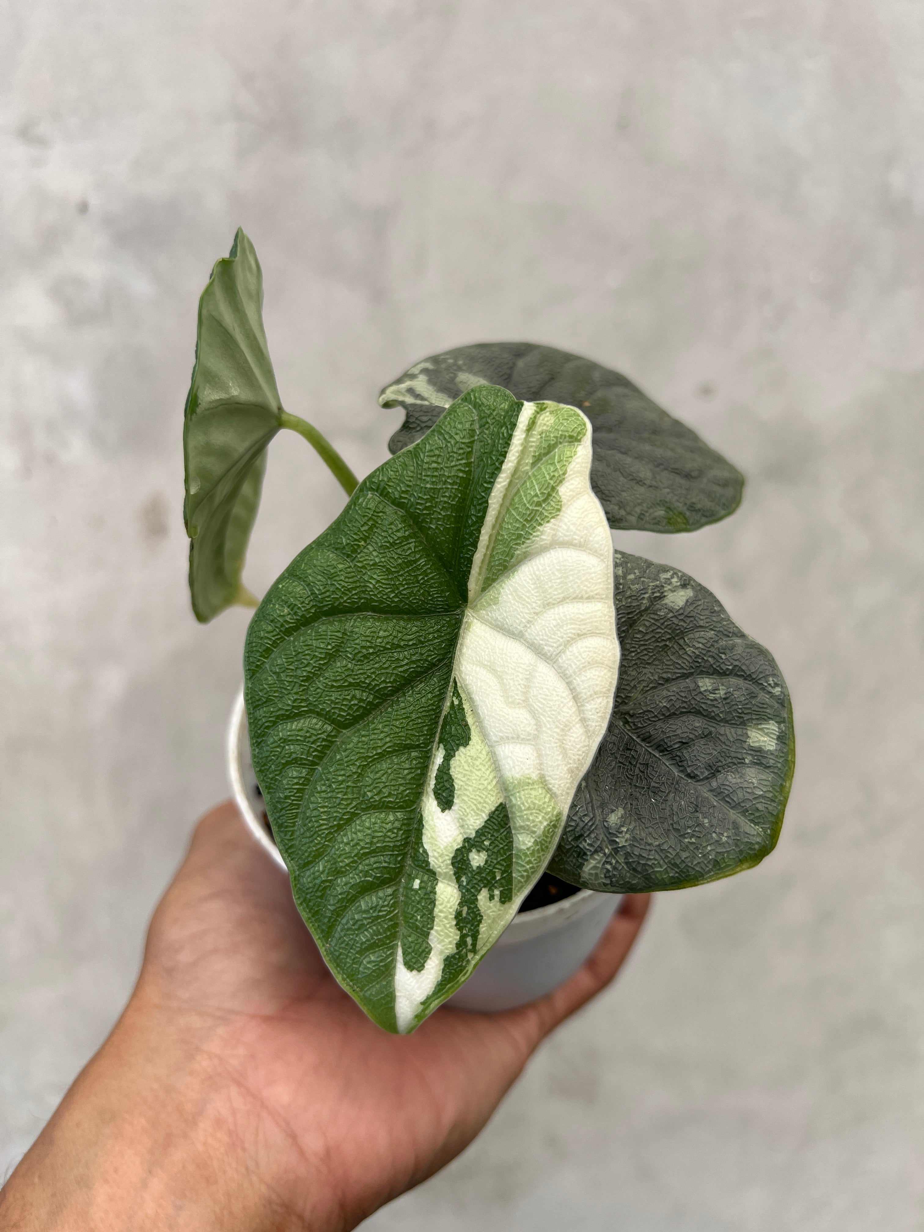 Alocasia Melo Albo Variegated