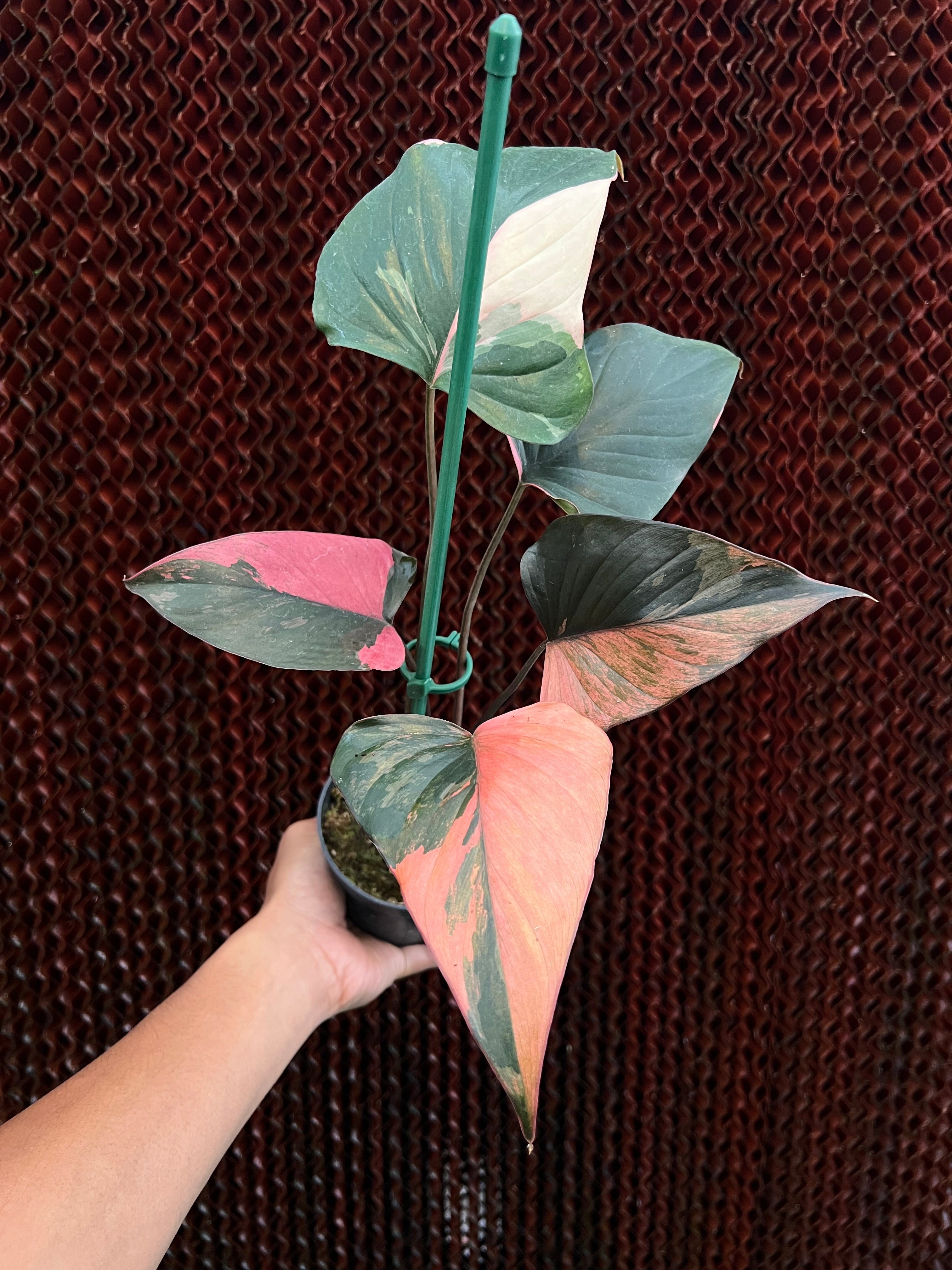 Homalomena Pink Diamond Variegated