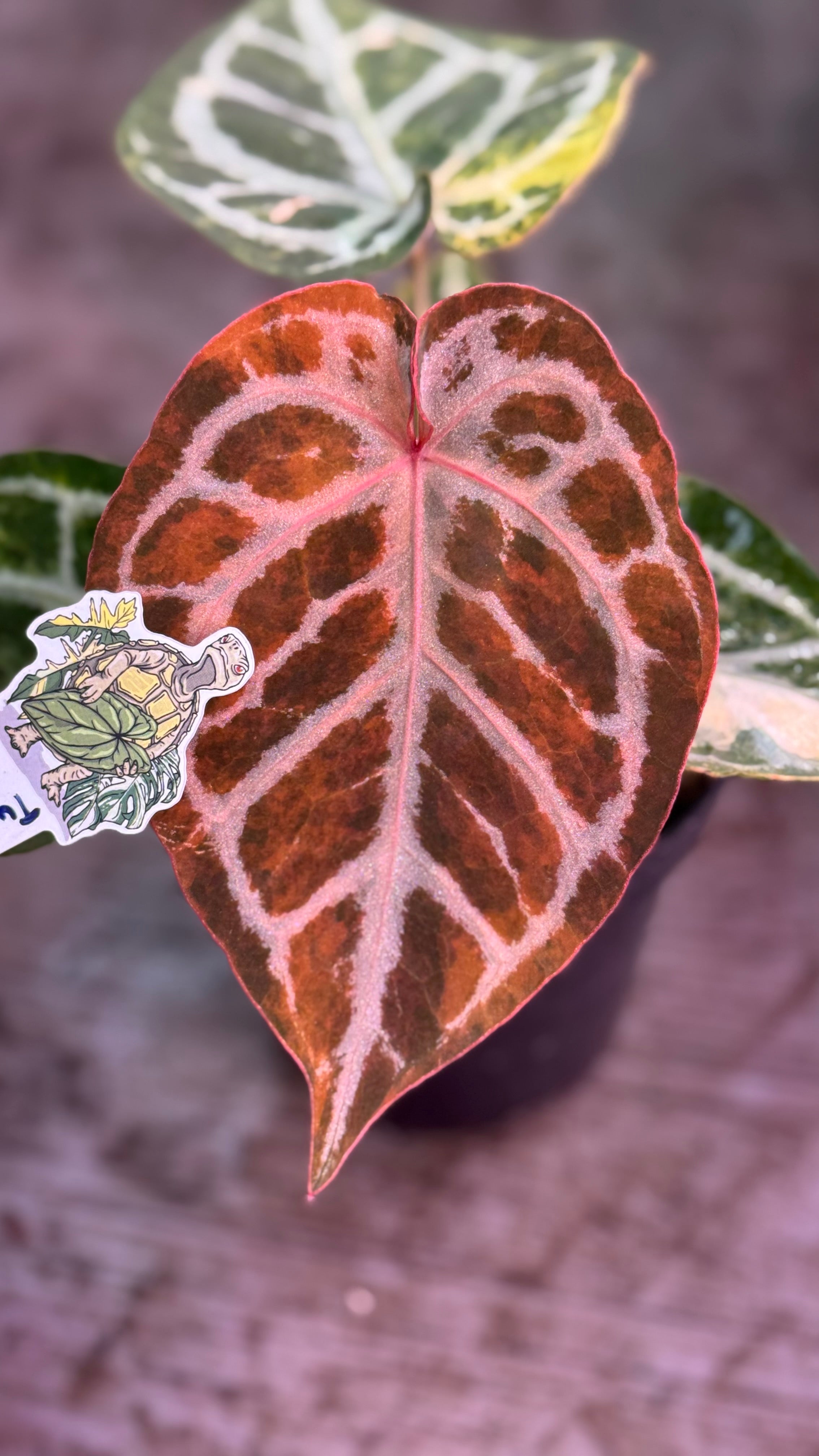 Anthurium Dorayaki Silver x Red Tiger