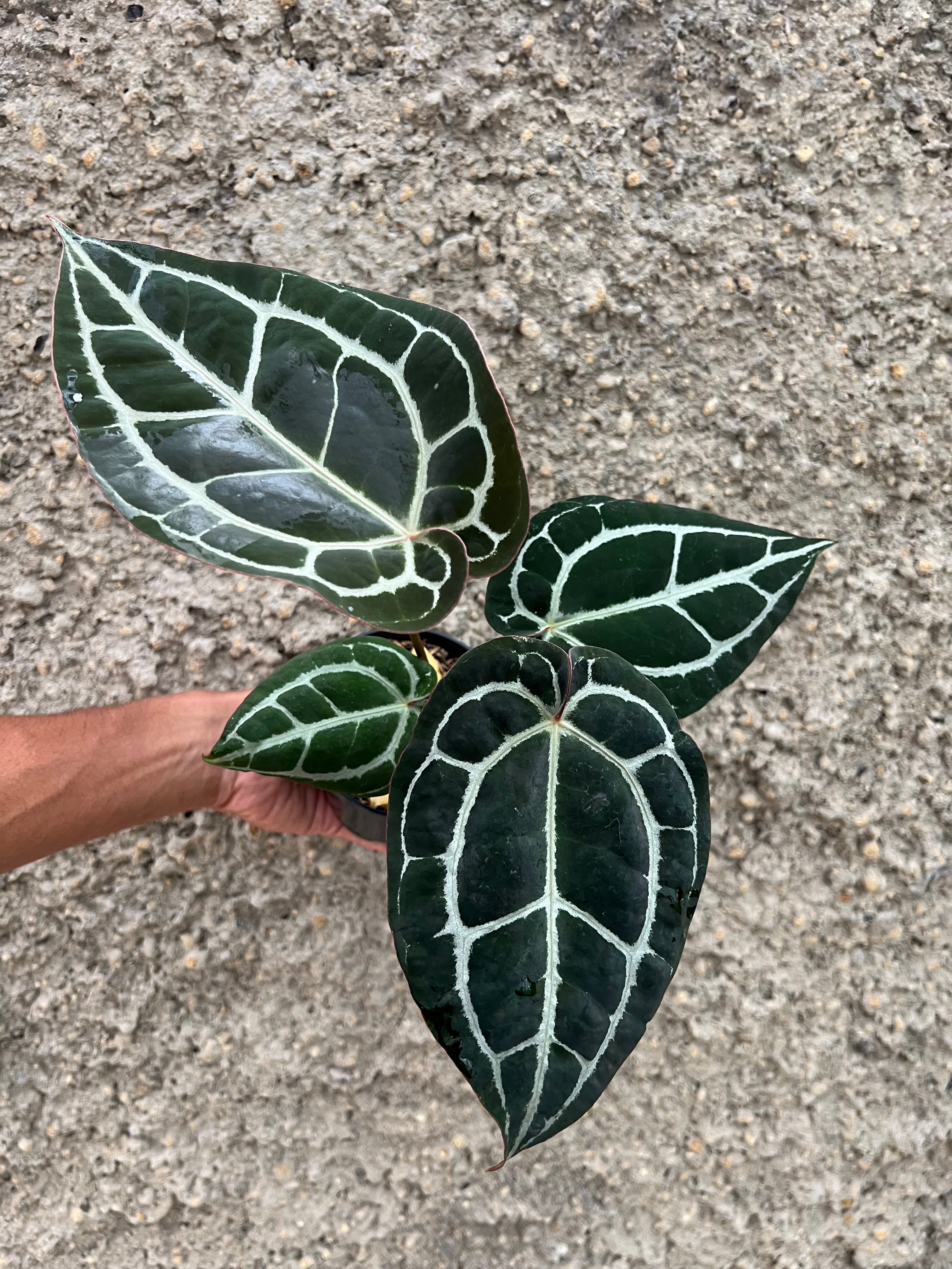 Anthurium Queen Crystallinum x (BVIT x ZARA MICHELLE)