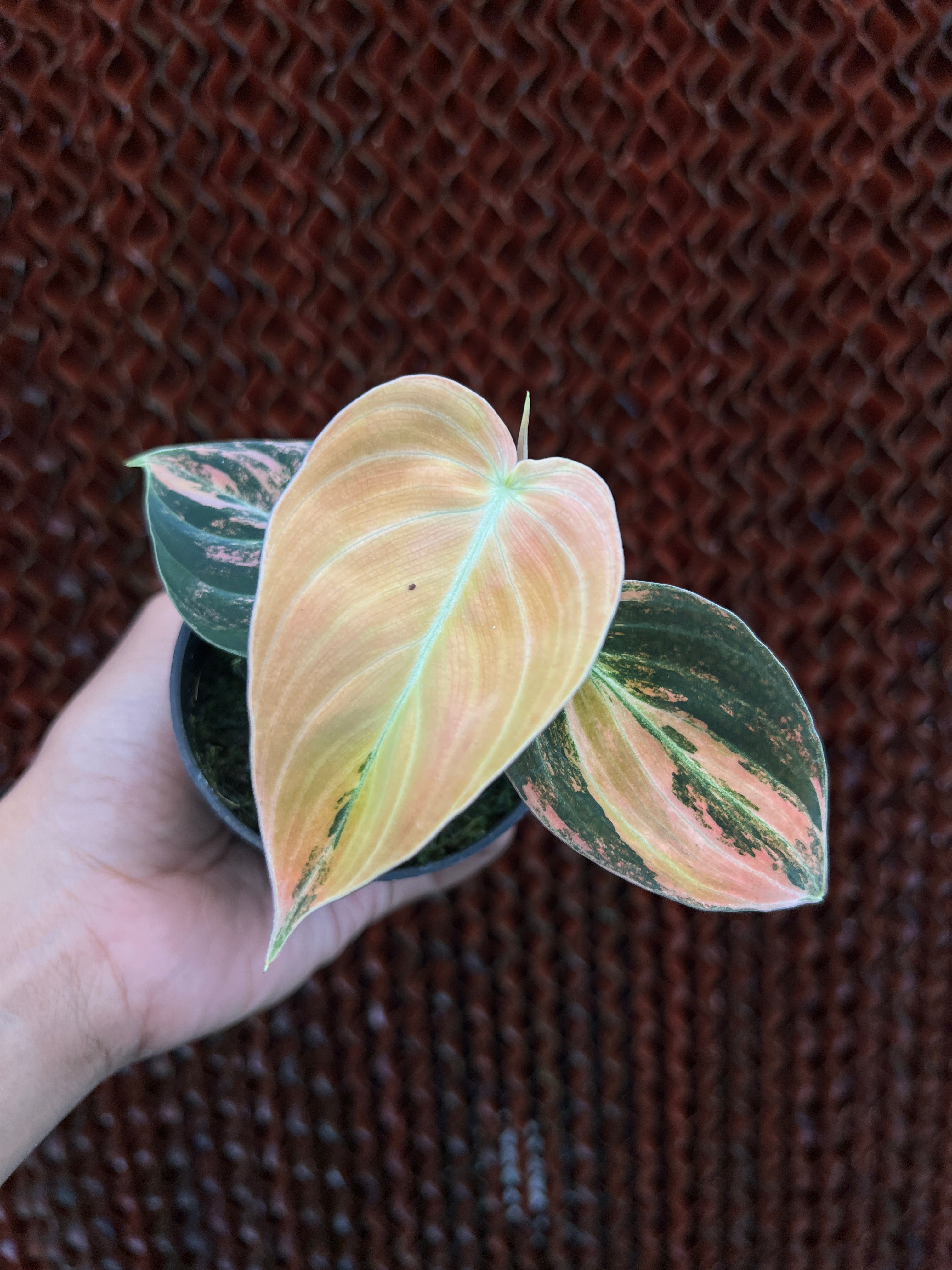Philodendron Melano Bonefire Variegated