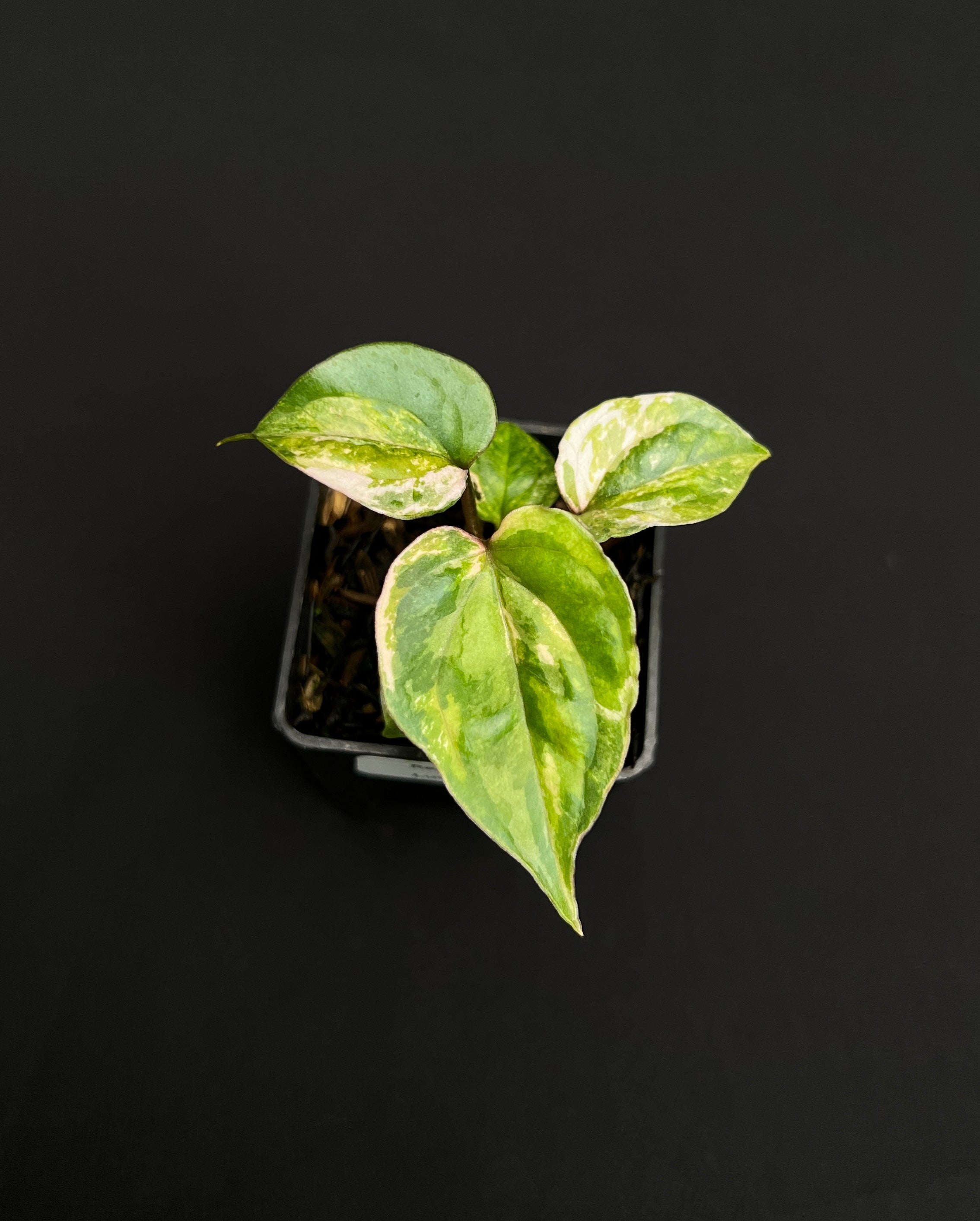Anthurium Papilillaminum Pink Variegated x Luxurians