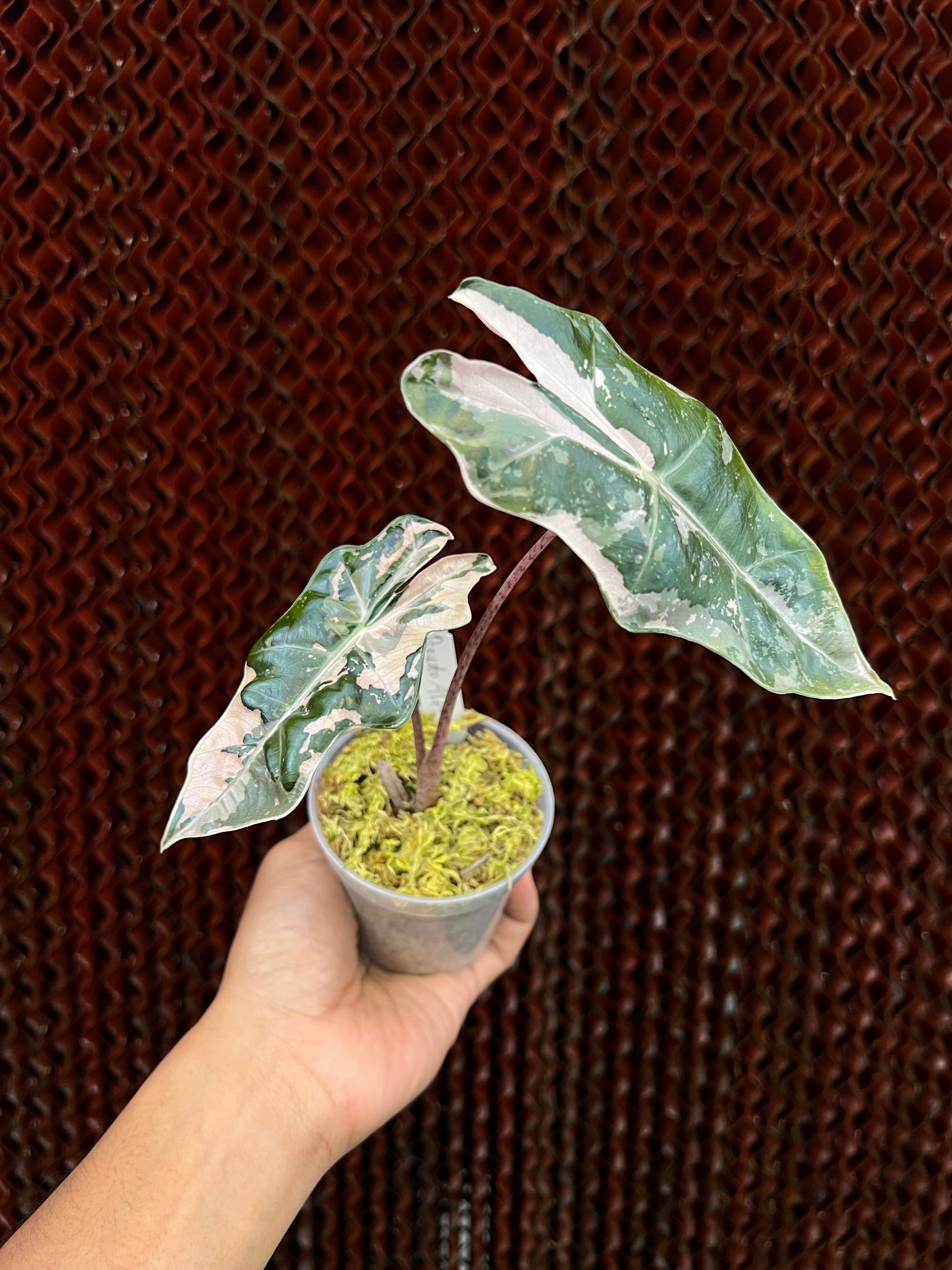 Alocasia Pseudo Sanderiana Albo-Pink Variegated