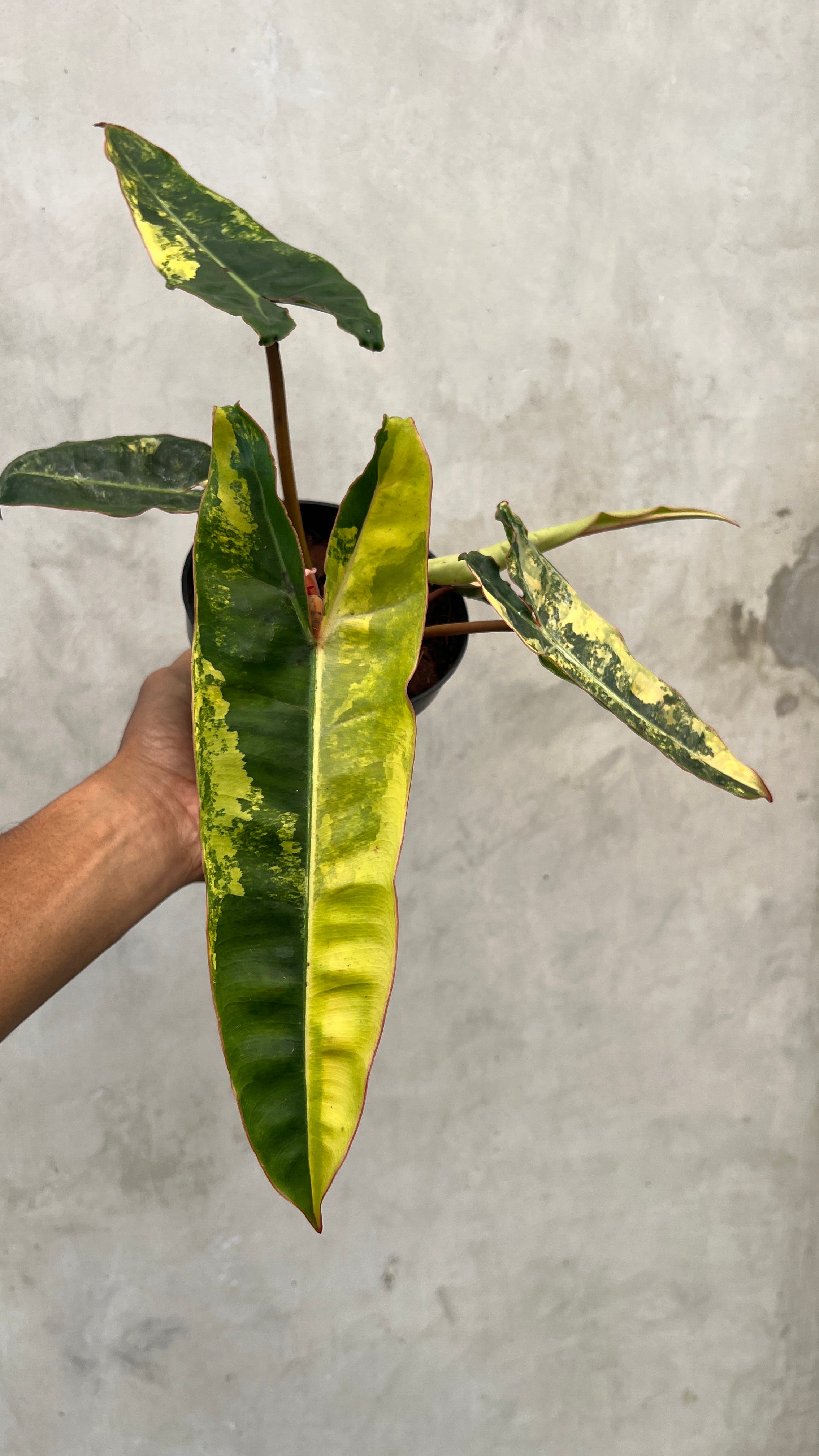 Philodendron Billietiae Variegated