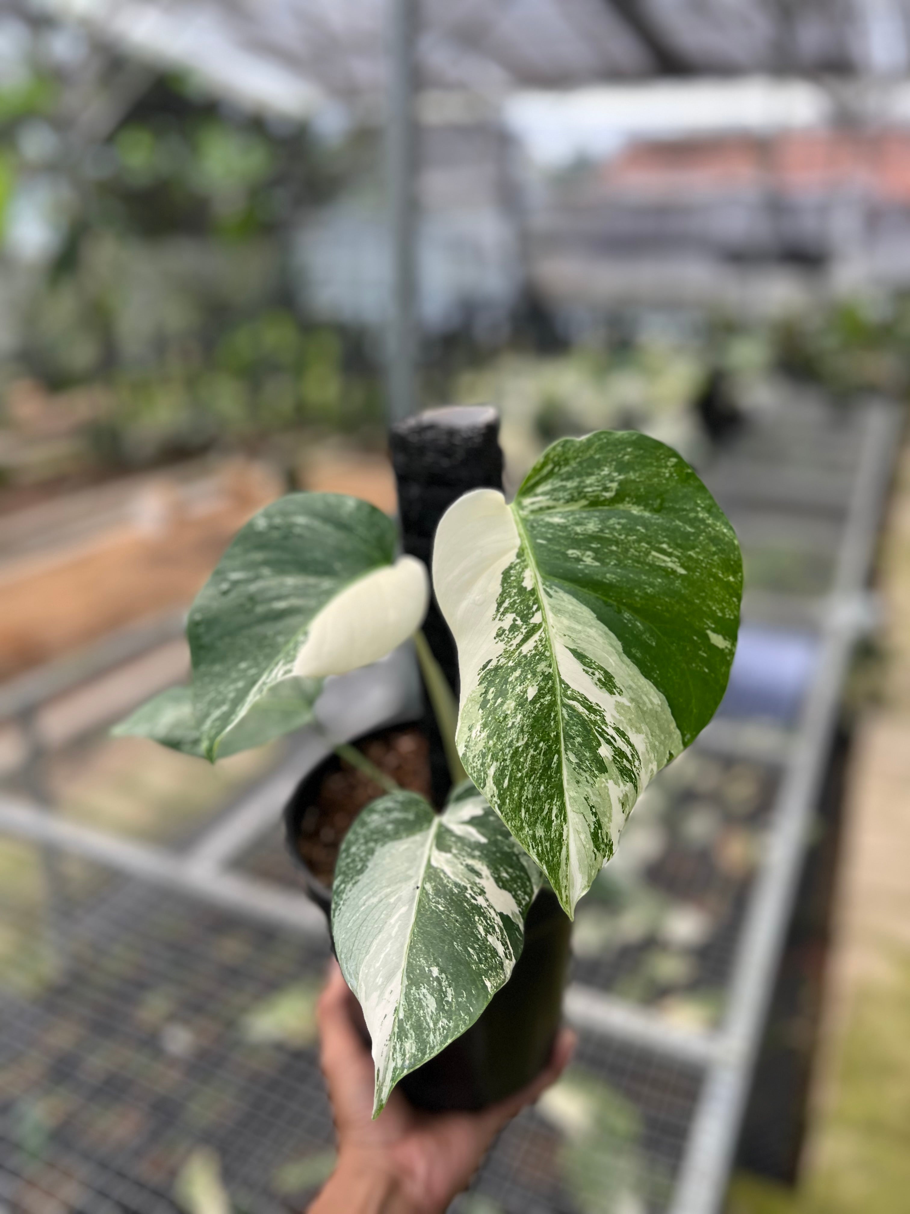 Monstera white Tiger Small Siza