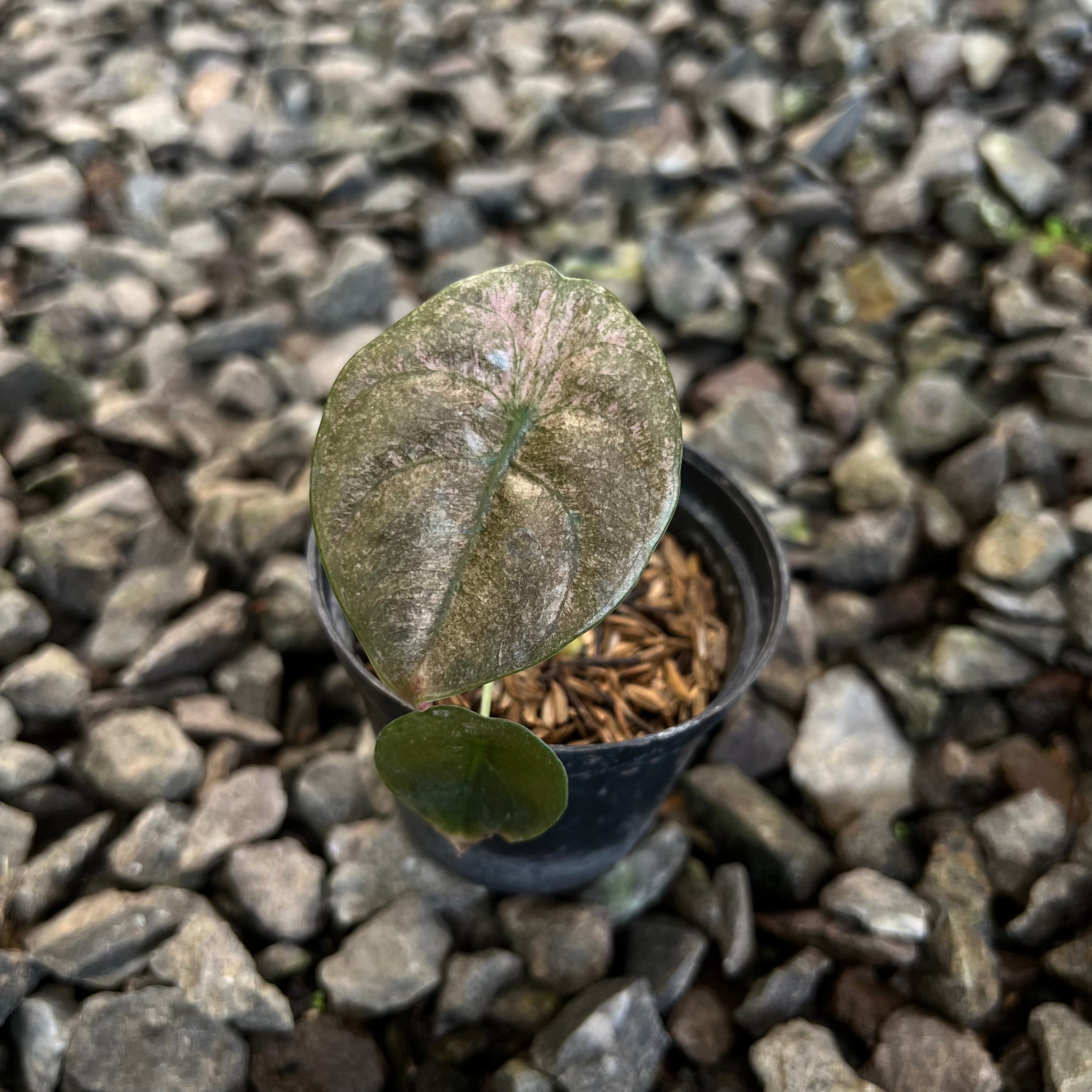 Alocasia cuprea pink mint varigated