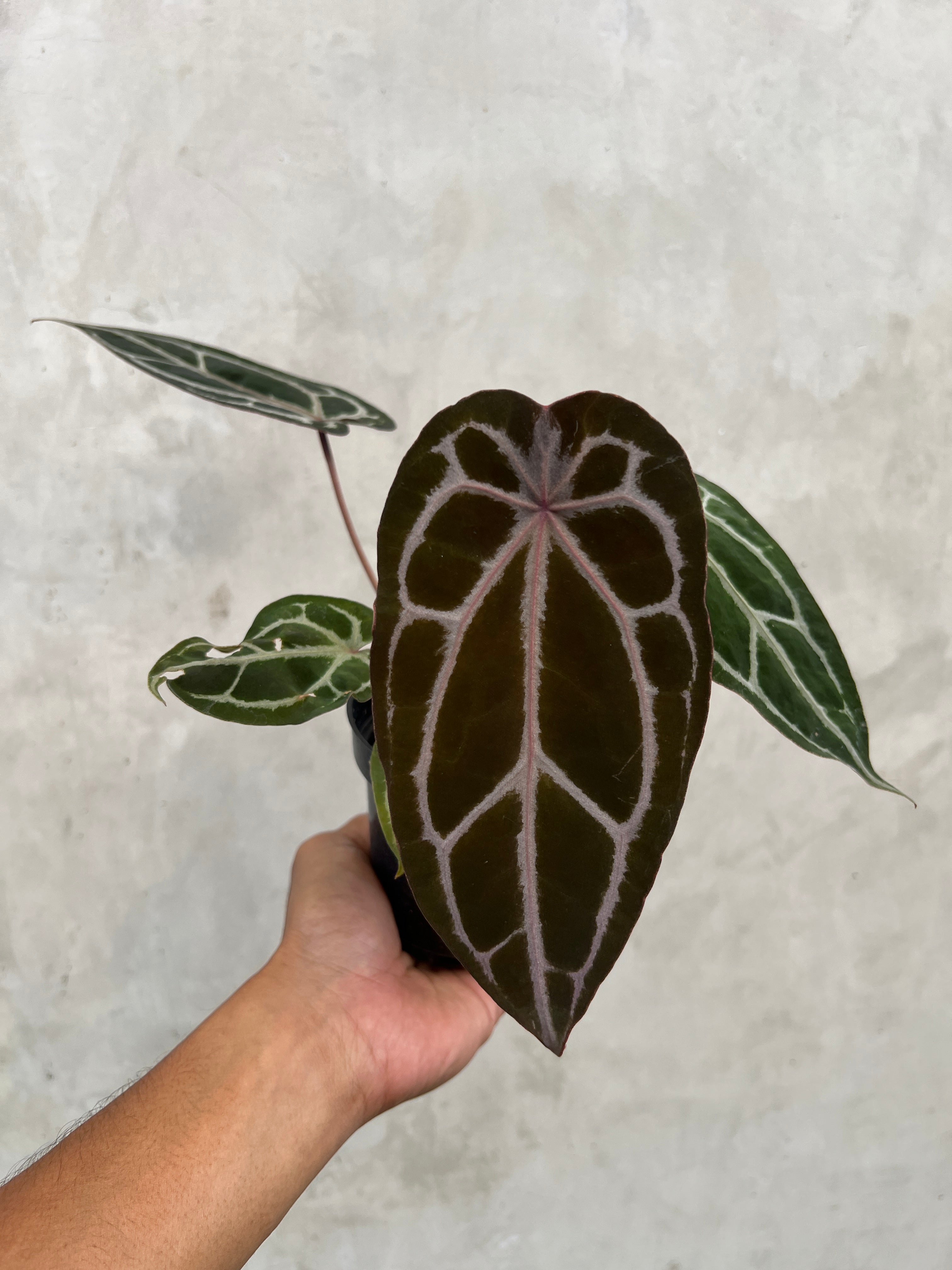 Anthurium Black Velvet Indo type x Zara Michelle Selected