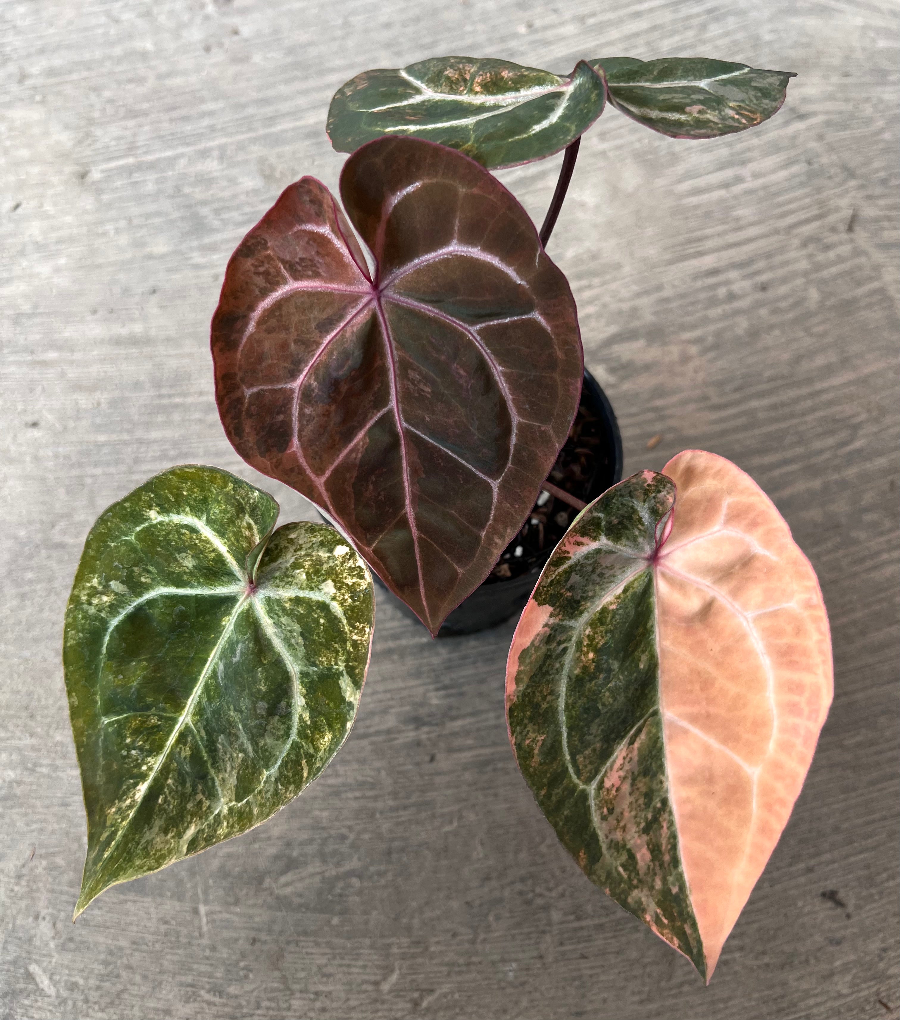 Anthurium Papi （pink variegated✖️Michelle Anthurium Papillilaminum Pink Variegated x Michelle – Siapnanam