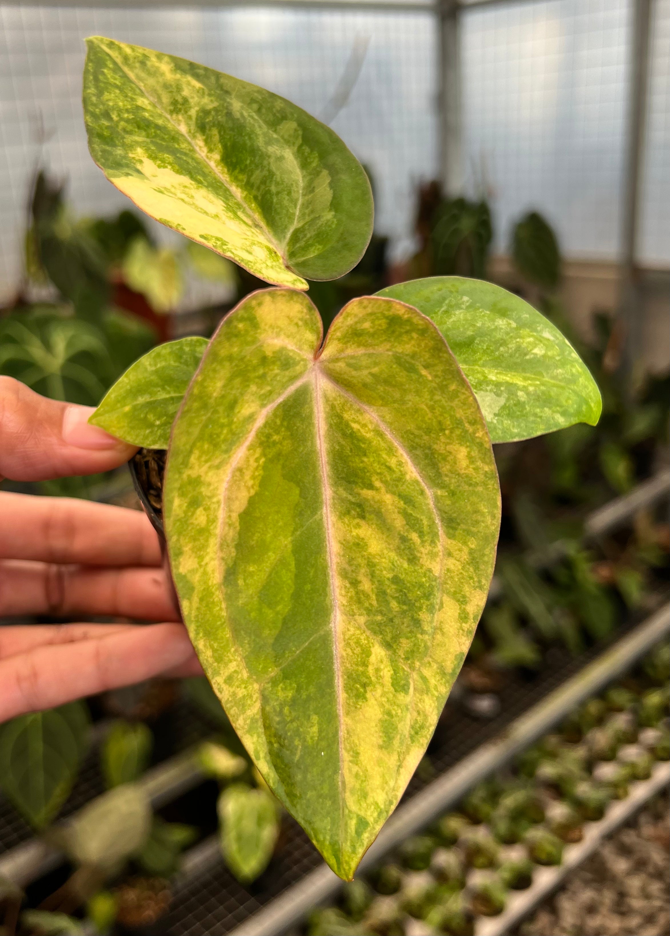 Anthurium Papillilamunum Pink x Red Legacy
