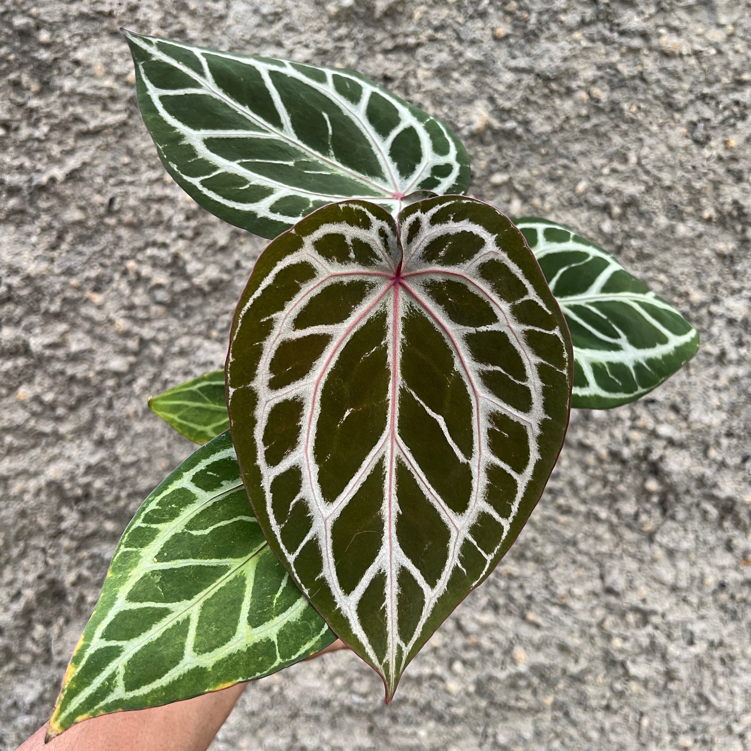 Anthurium Dreamweaver xself