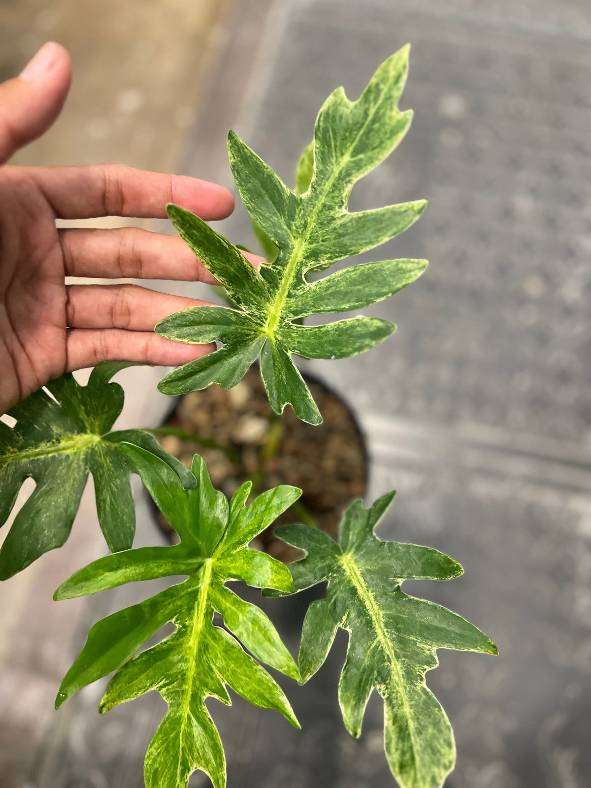 Philodendron Mayoii x Bob cee Variegated