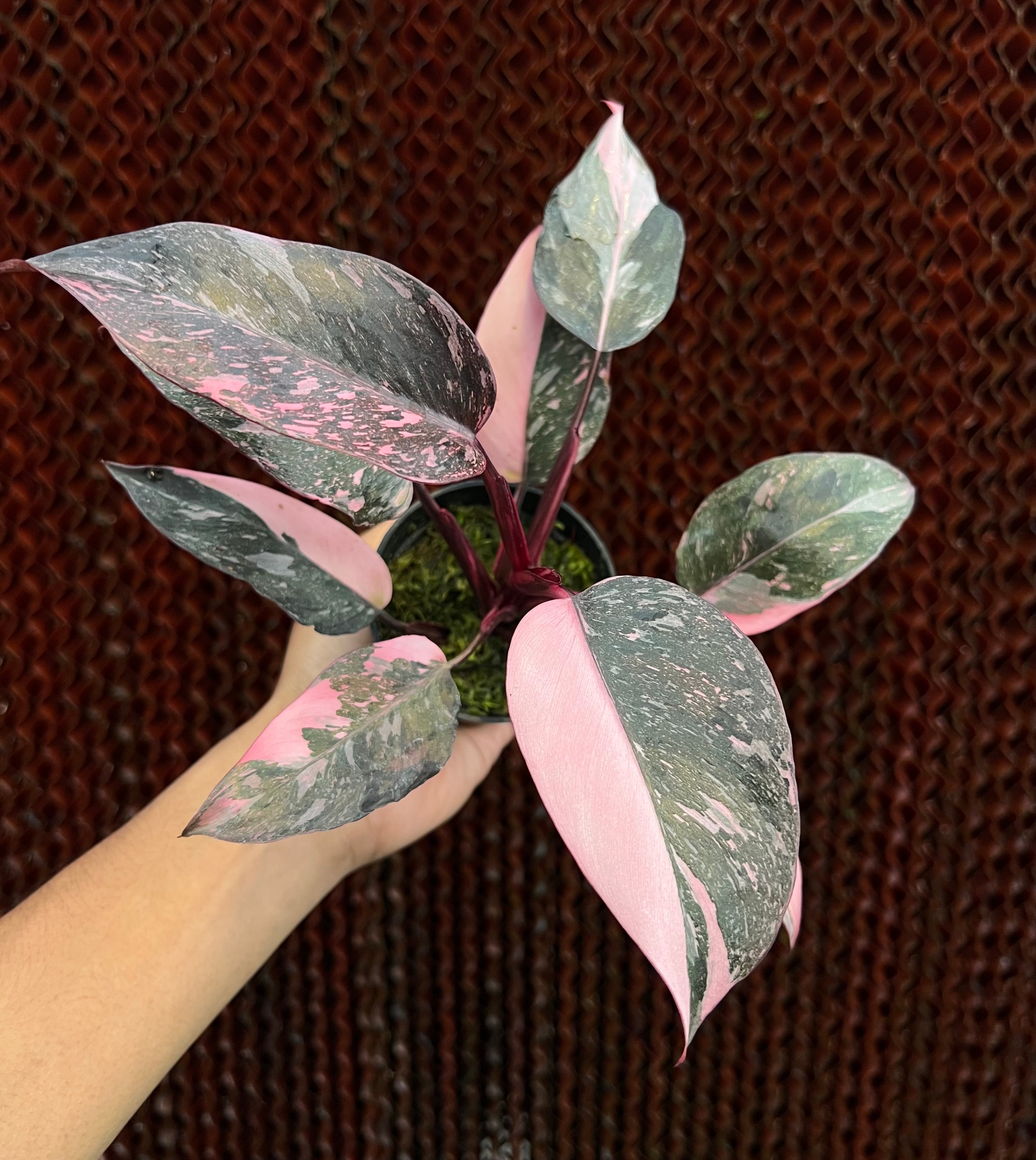 Philodendron Frozen Princess Variegated