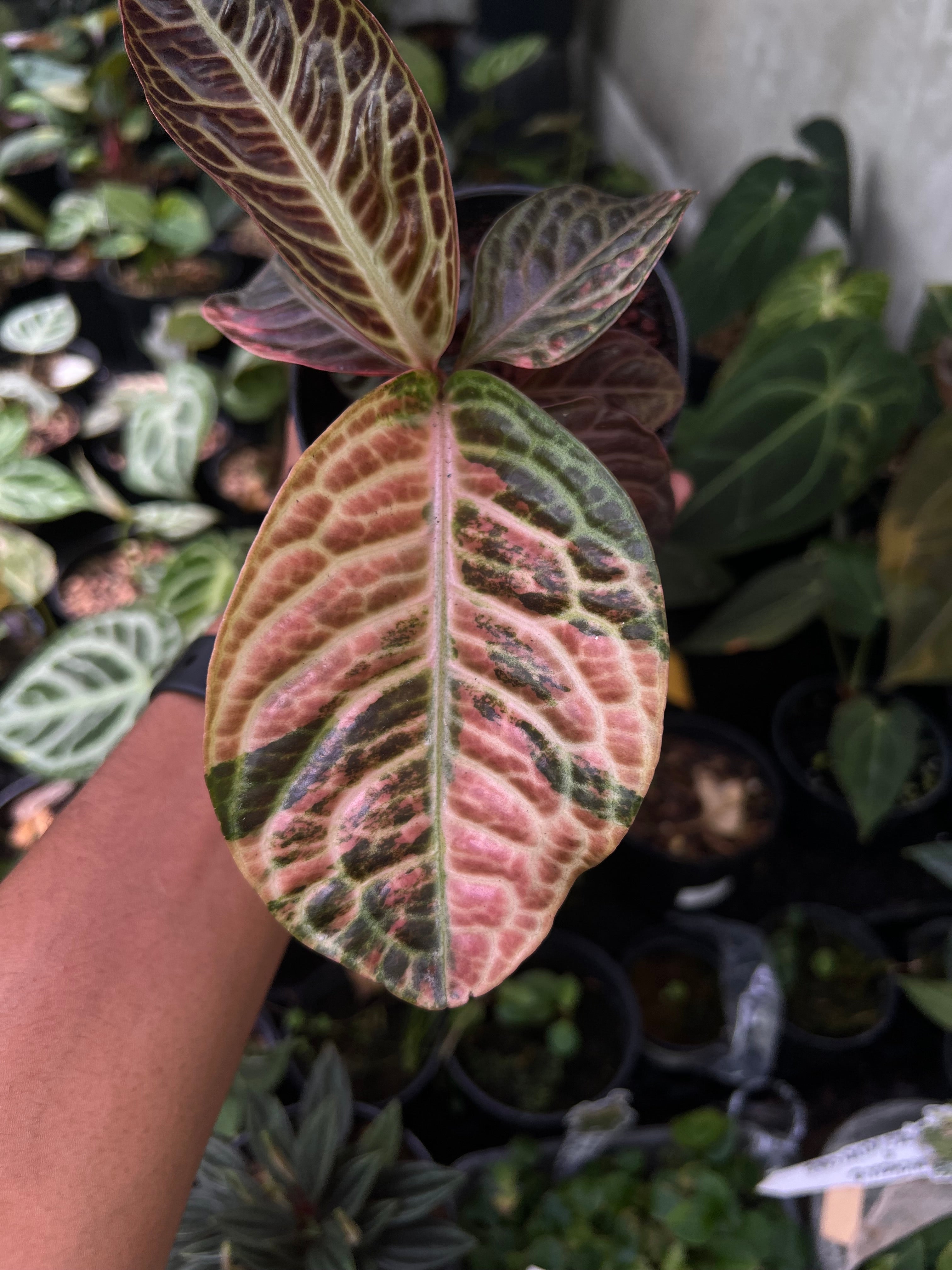 Labisia Turtle Variegated