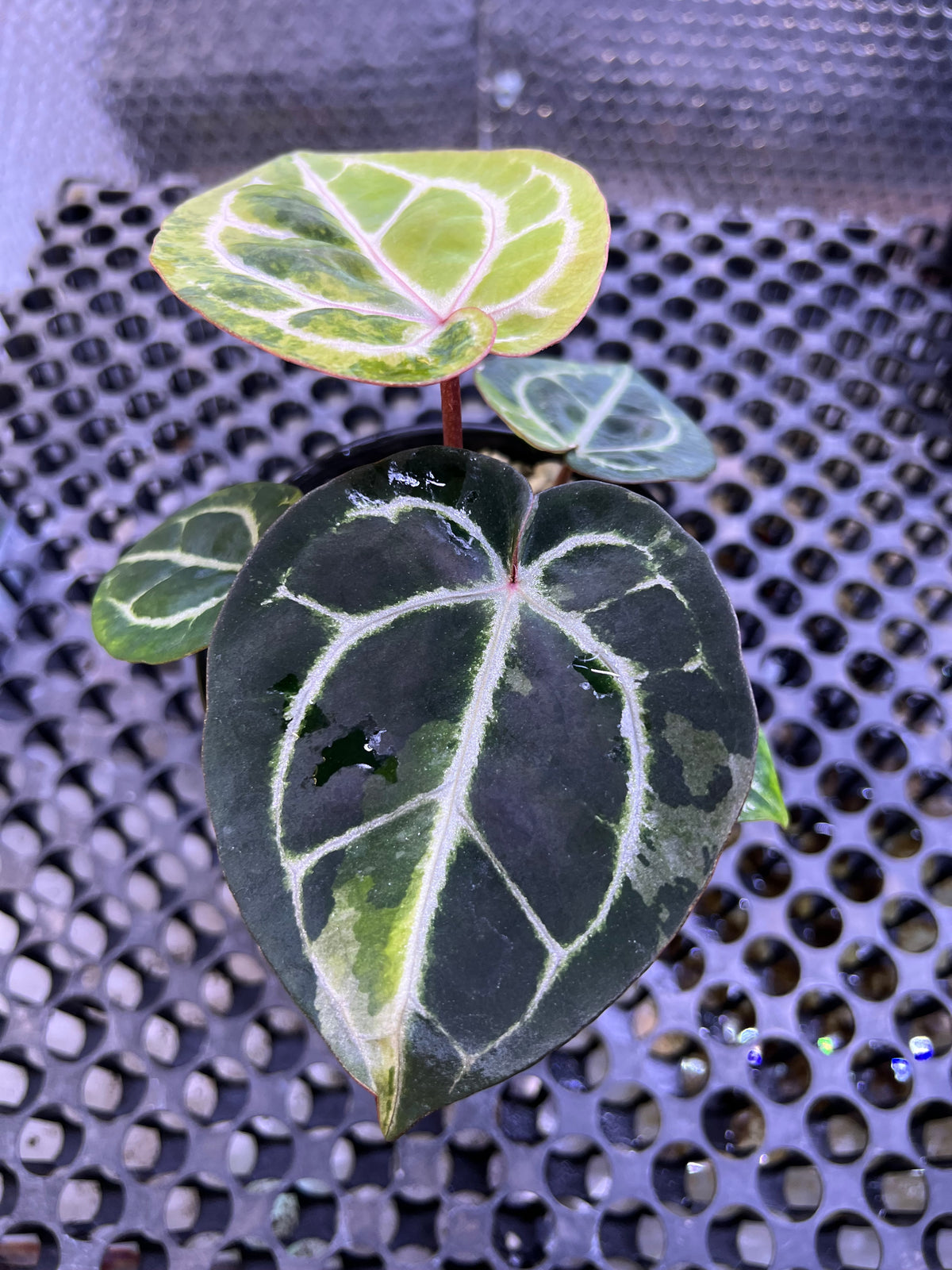 Anthurium Michelle Variegated x Pink Lemonade