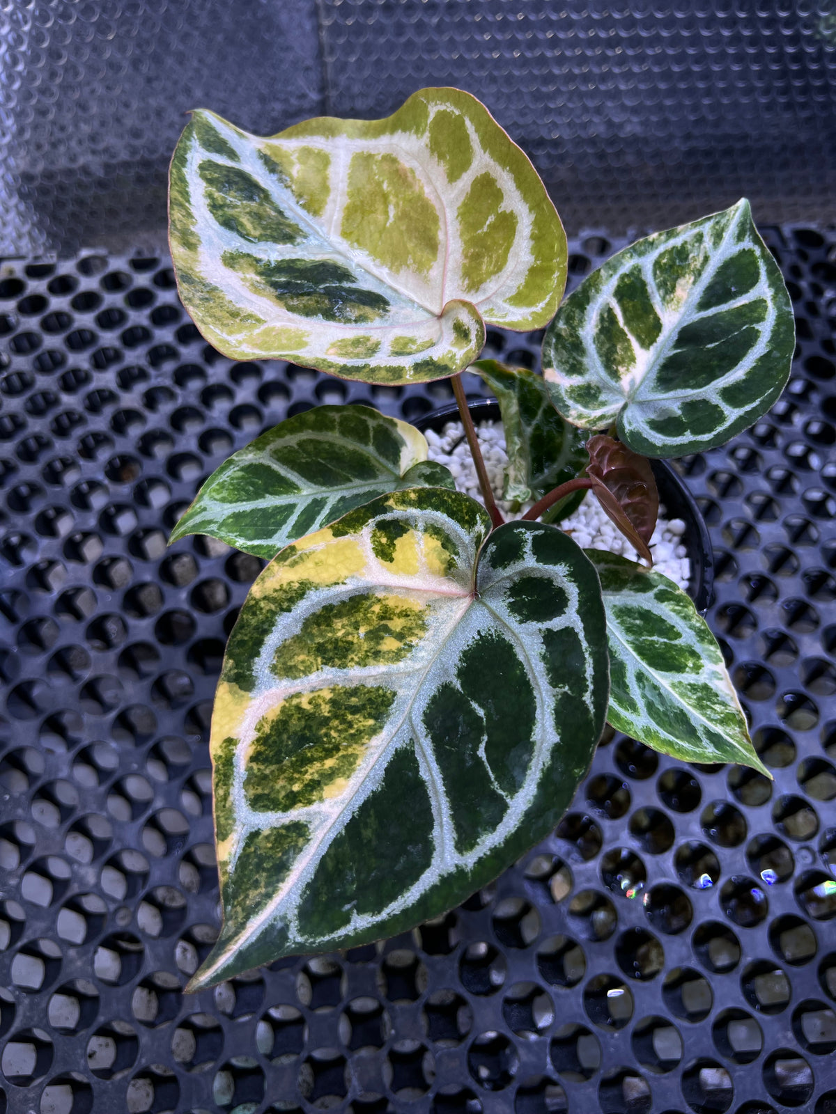 Anthurium Silver chrome Variegated x Red Crystallinum Docblock