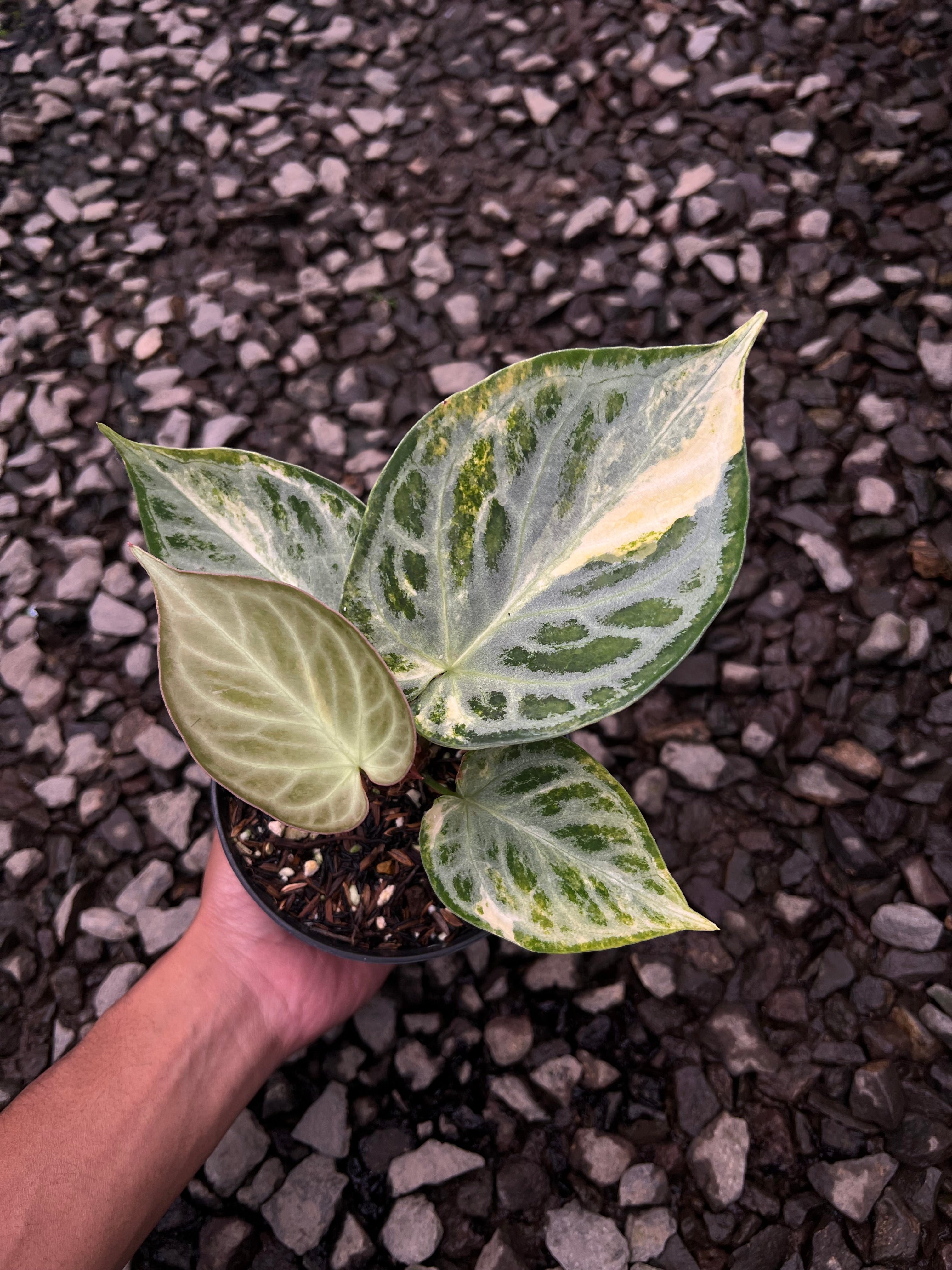 Anthurium Silver chrome Variegated