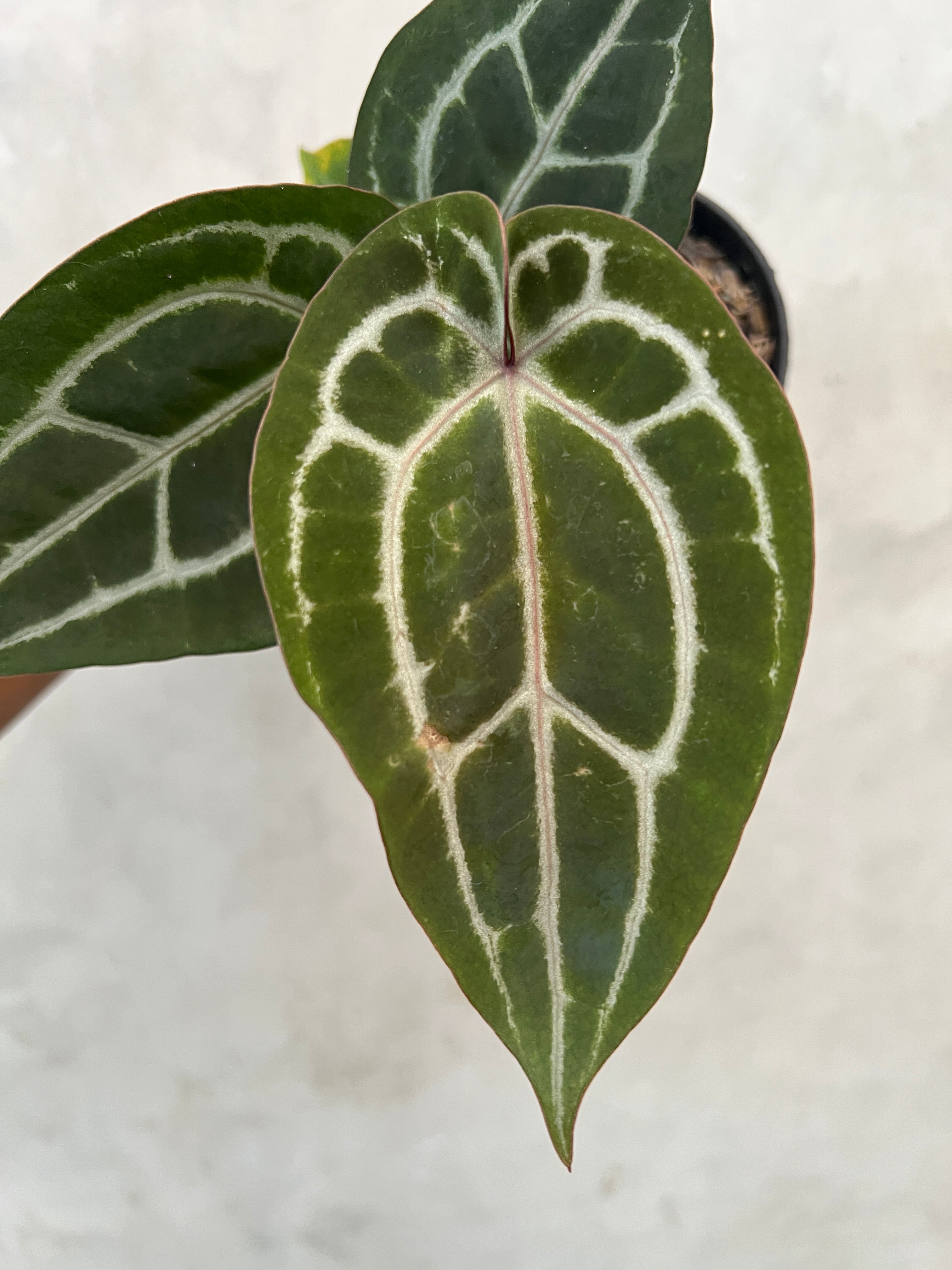 Anthurium Michelle Variegated x (Brown Derby x Michelle)