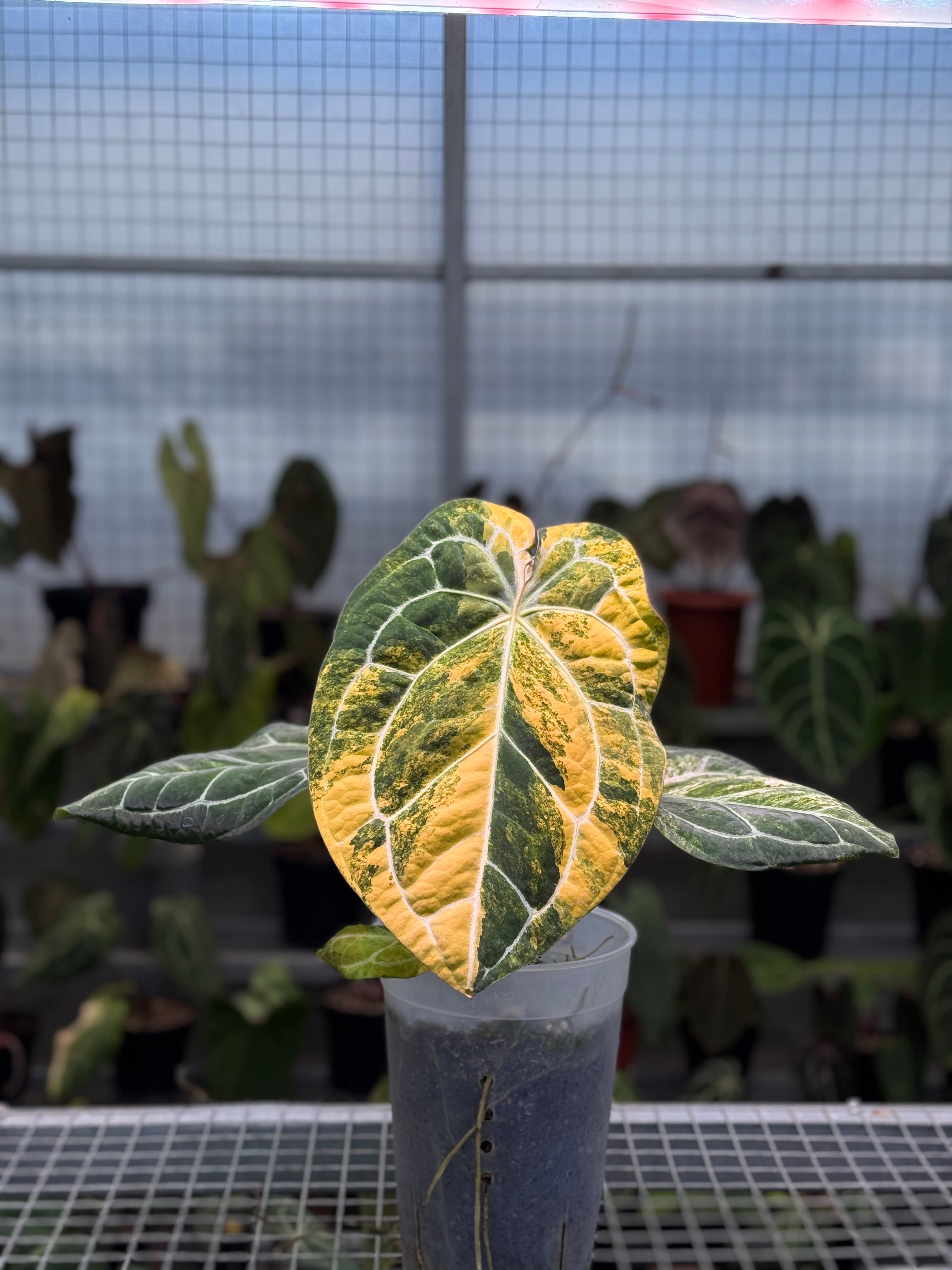 Anthurium Forgetii Variegated AUS X (Angela x Black Widow)