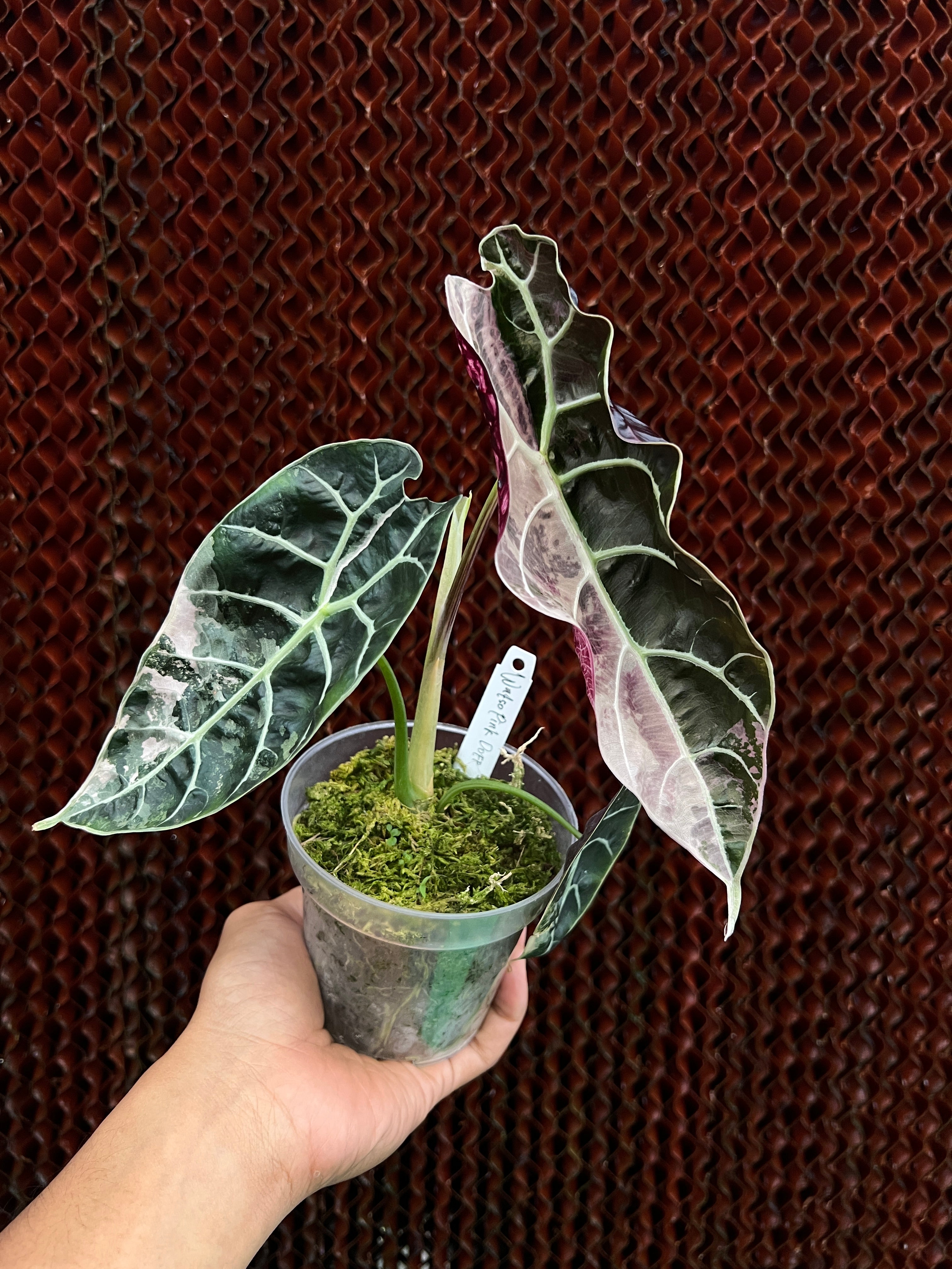 Alocasia Watsonia Medium Size Variegated