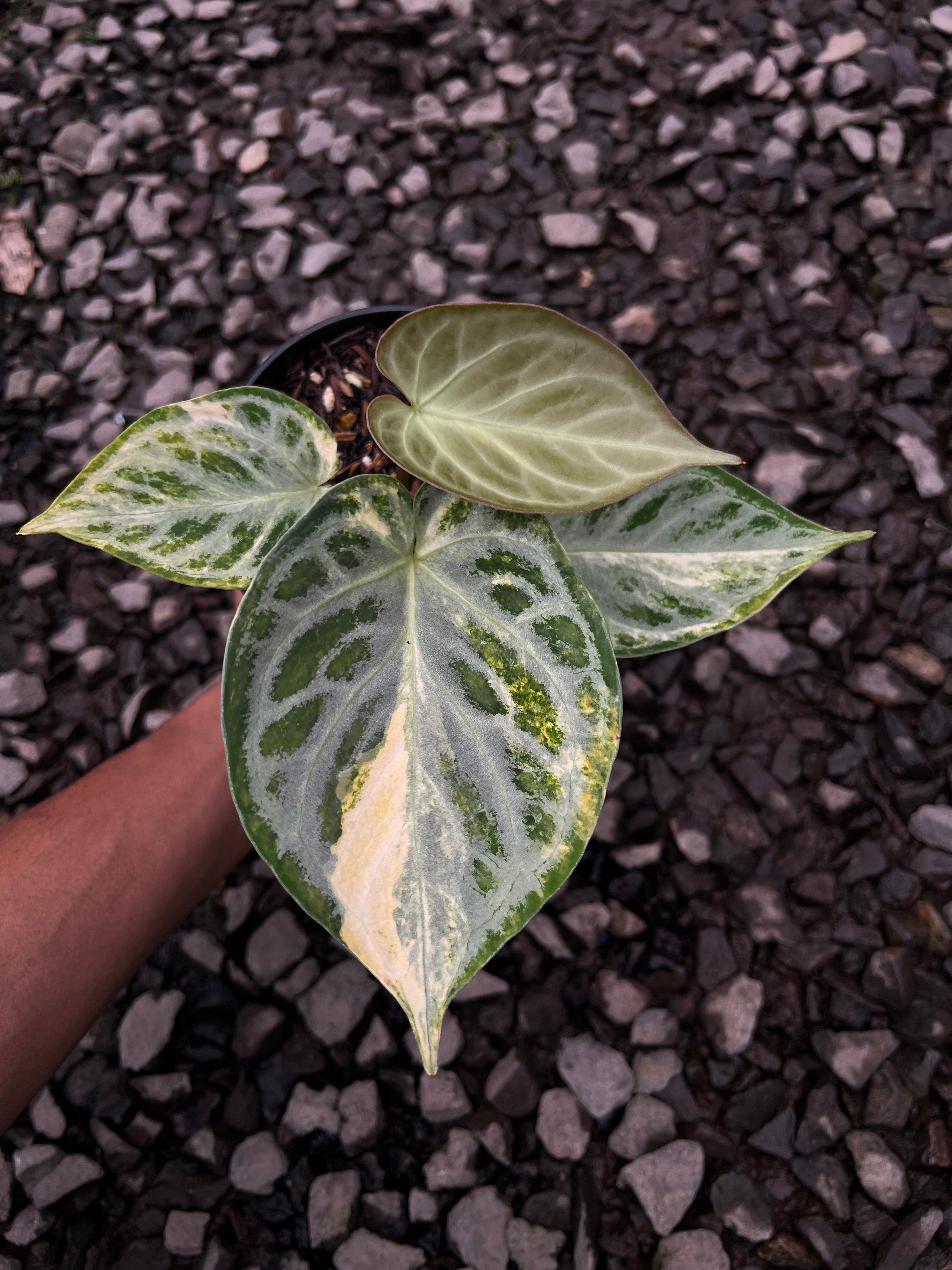 Anthurium Silver chrome Variegated