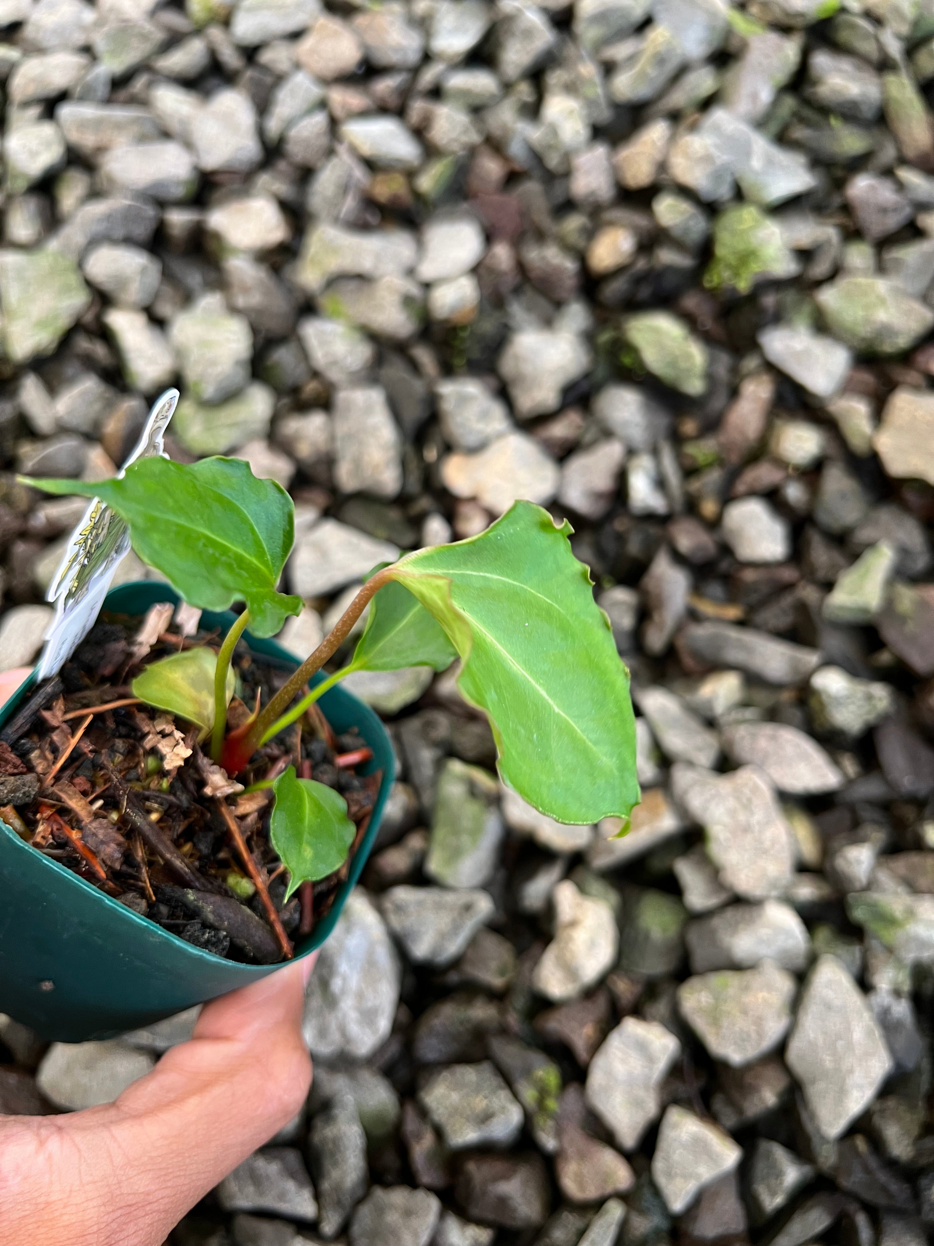 Anthurium ( X one x Portillae) Muchlis