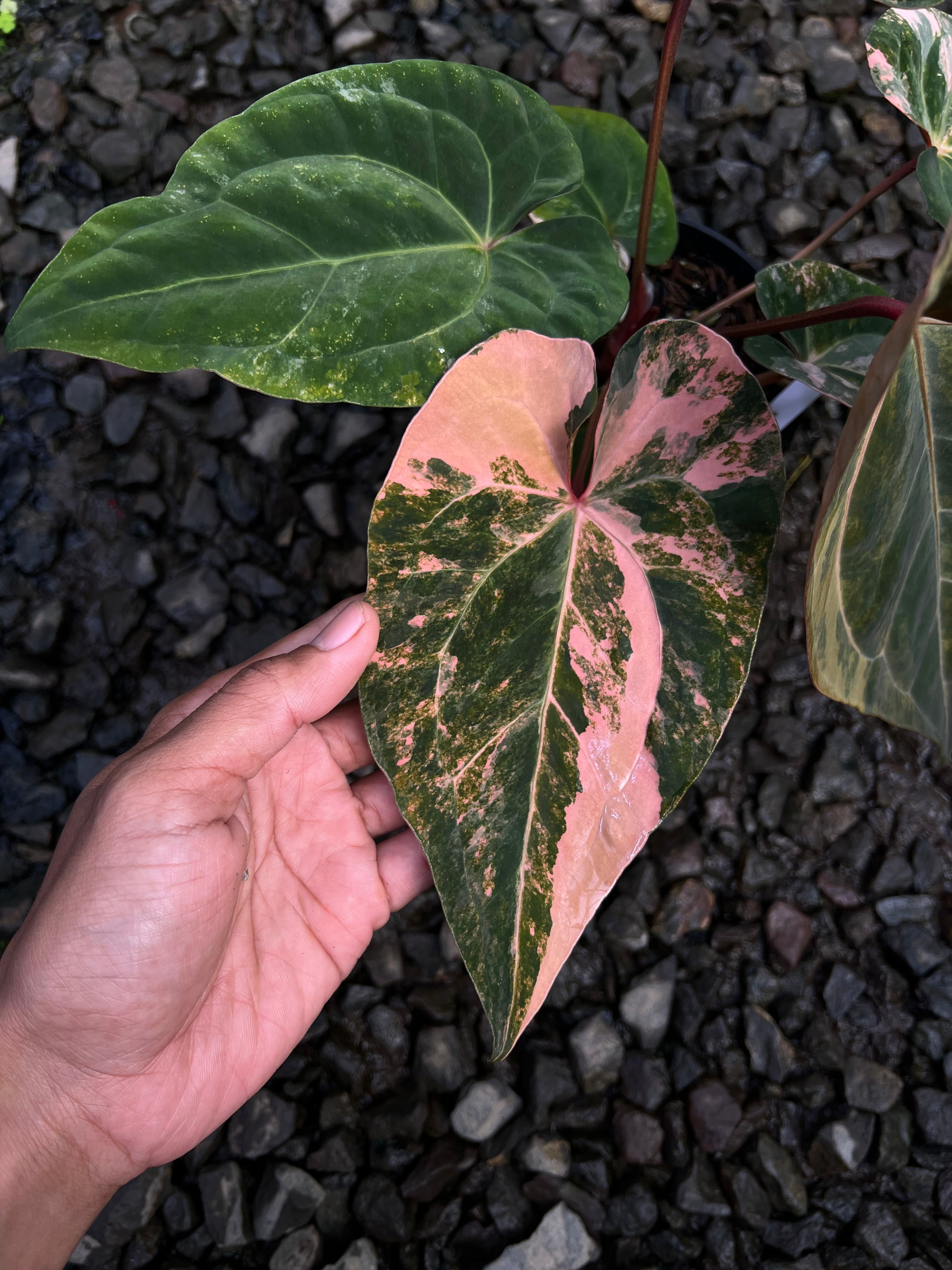 Anthurium Papilillaminum Pink x Luxurians