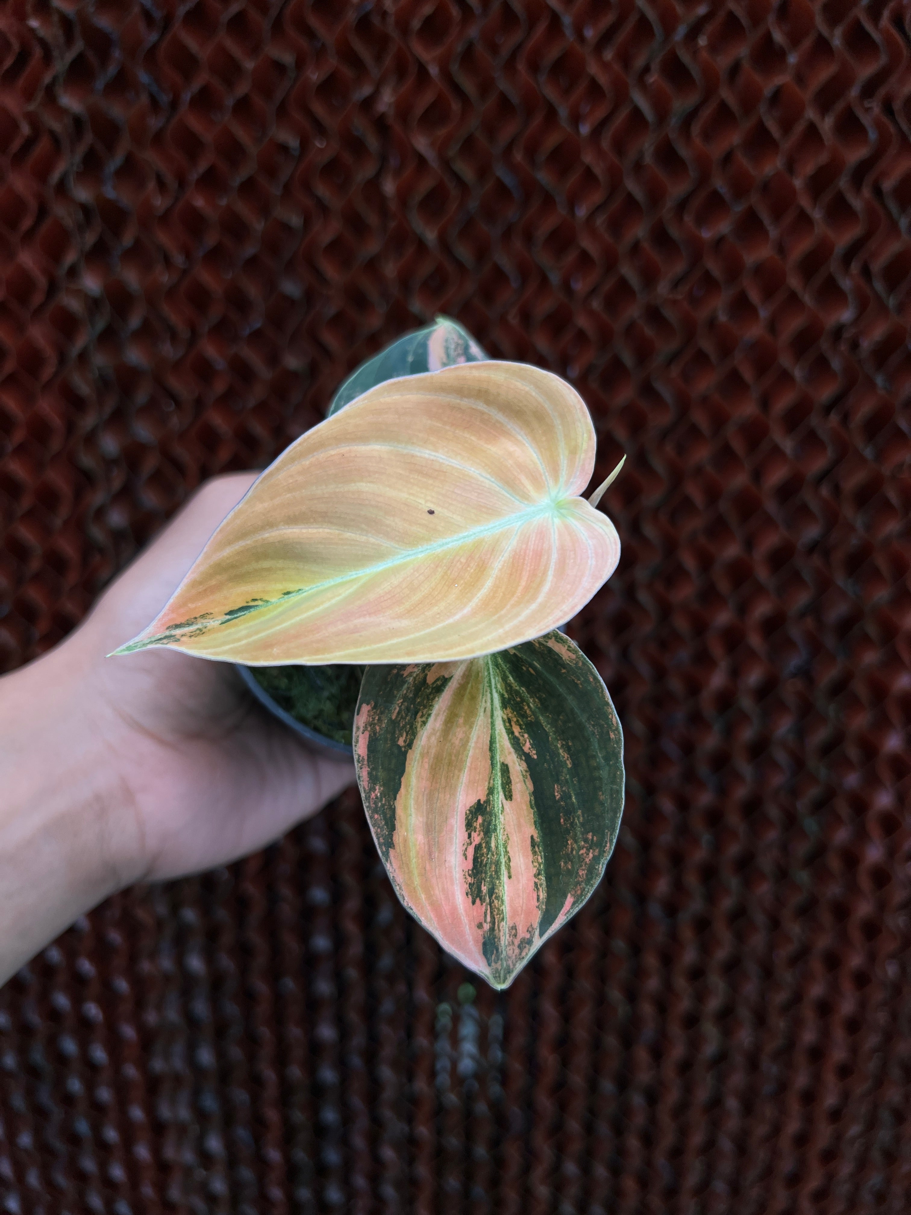 Philodendron Melano Bonefire Variegated