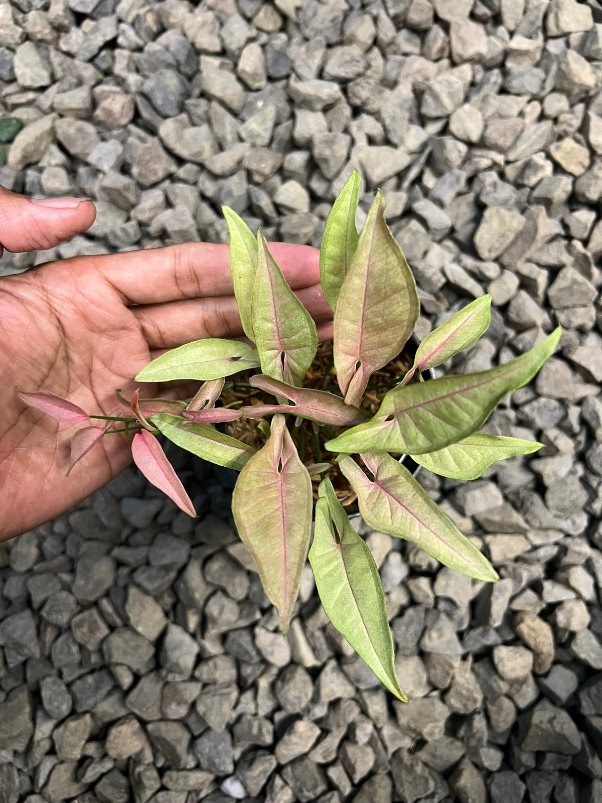 Syngonium T1510