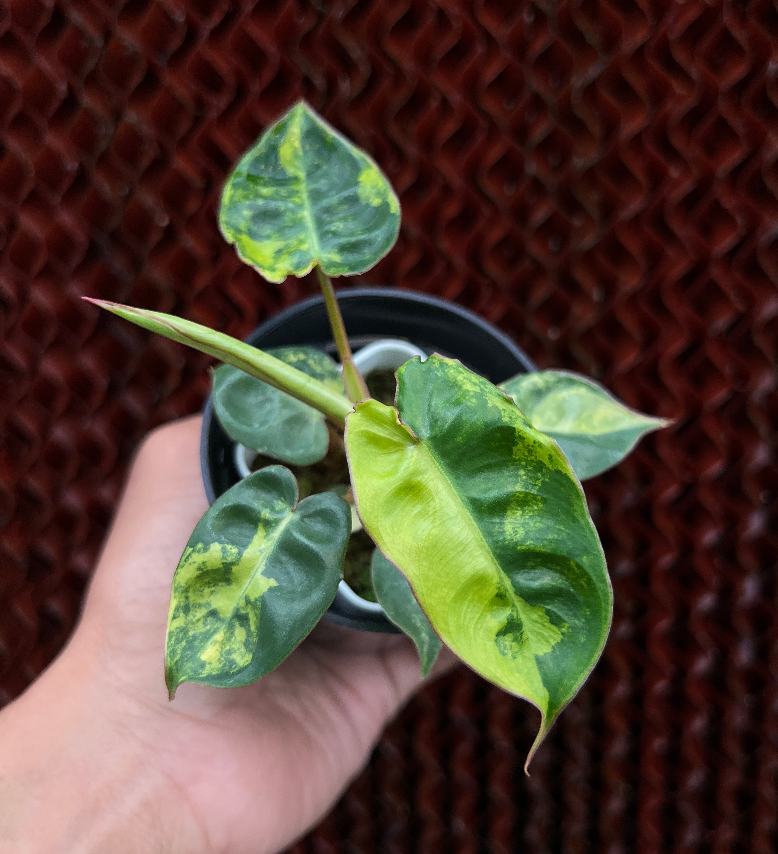 Philodendron Billietiae Small Size Variegated