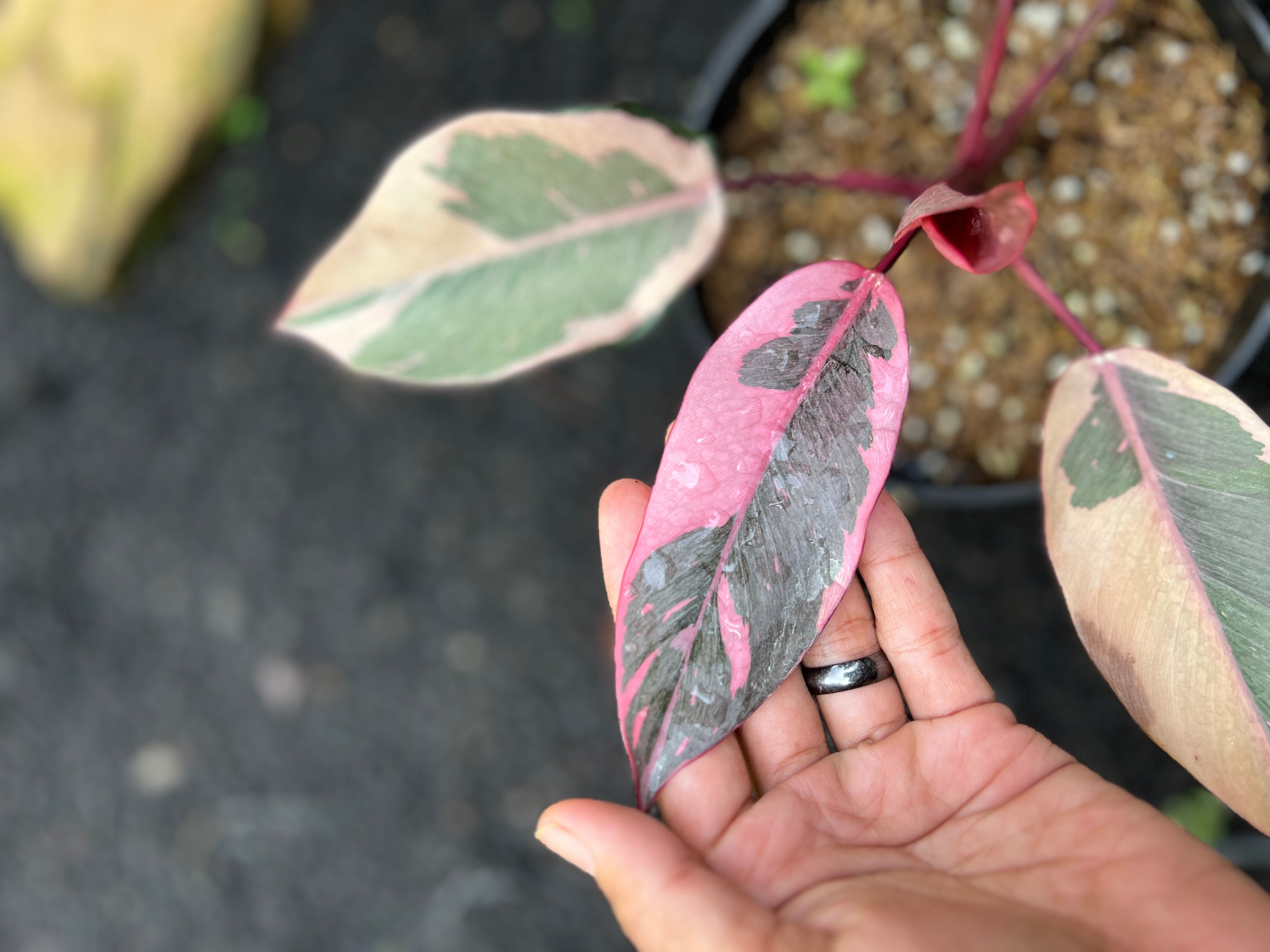 Philodendron Pink Rose