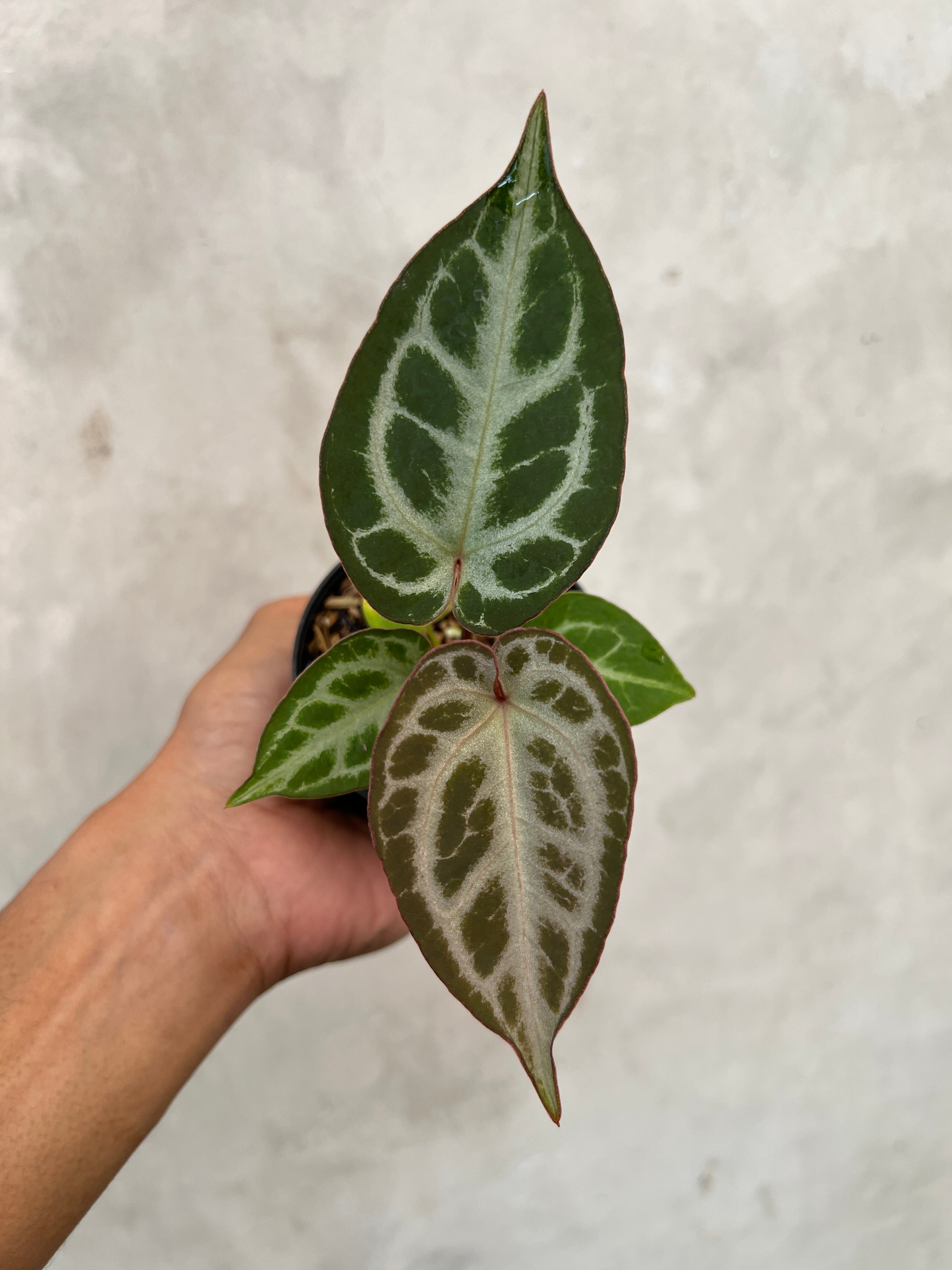 Anthurium Pink Lemonade x Silver Regar